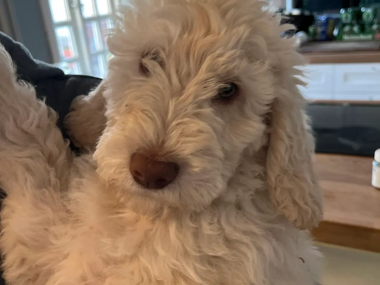Billede 7 - Lækker labradoodle hvalp