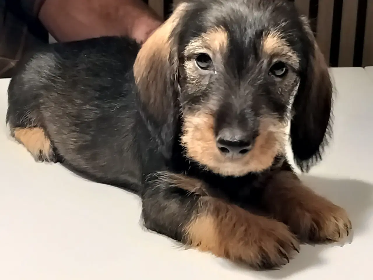 Billede 2 - Ruhåret gravhund