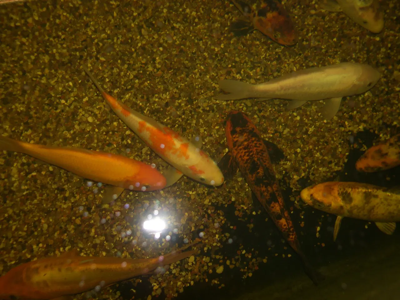 Billede 3 - Koi karper