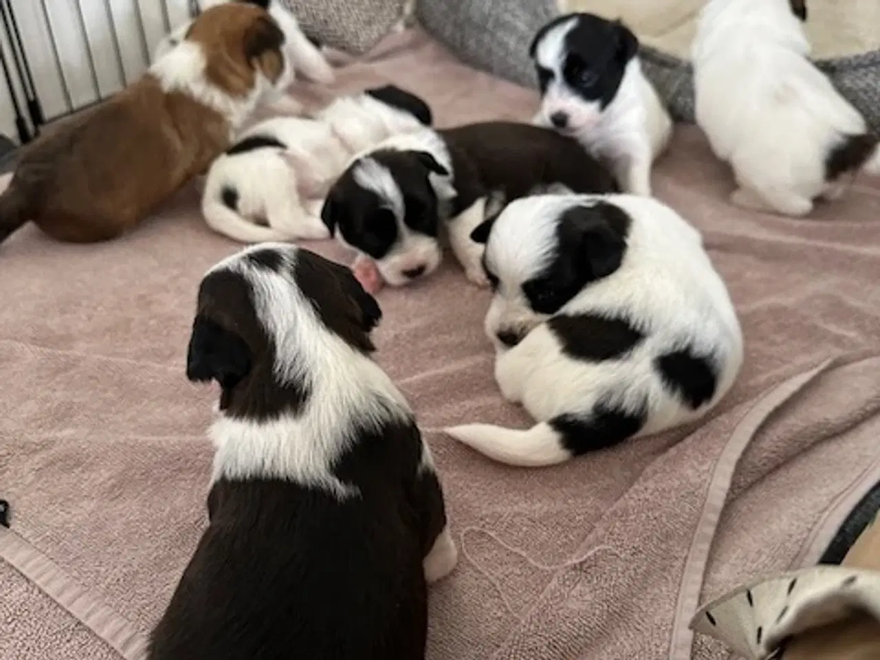 Billede 3 - Bichon Havanais-Jack Russel hvalpe