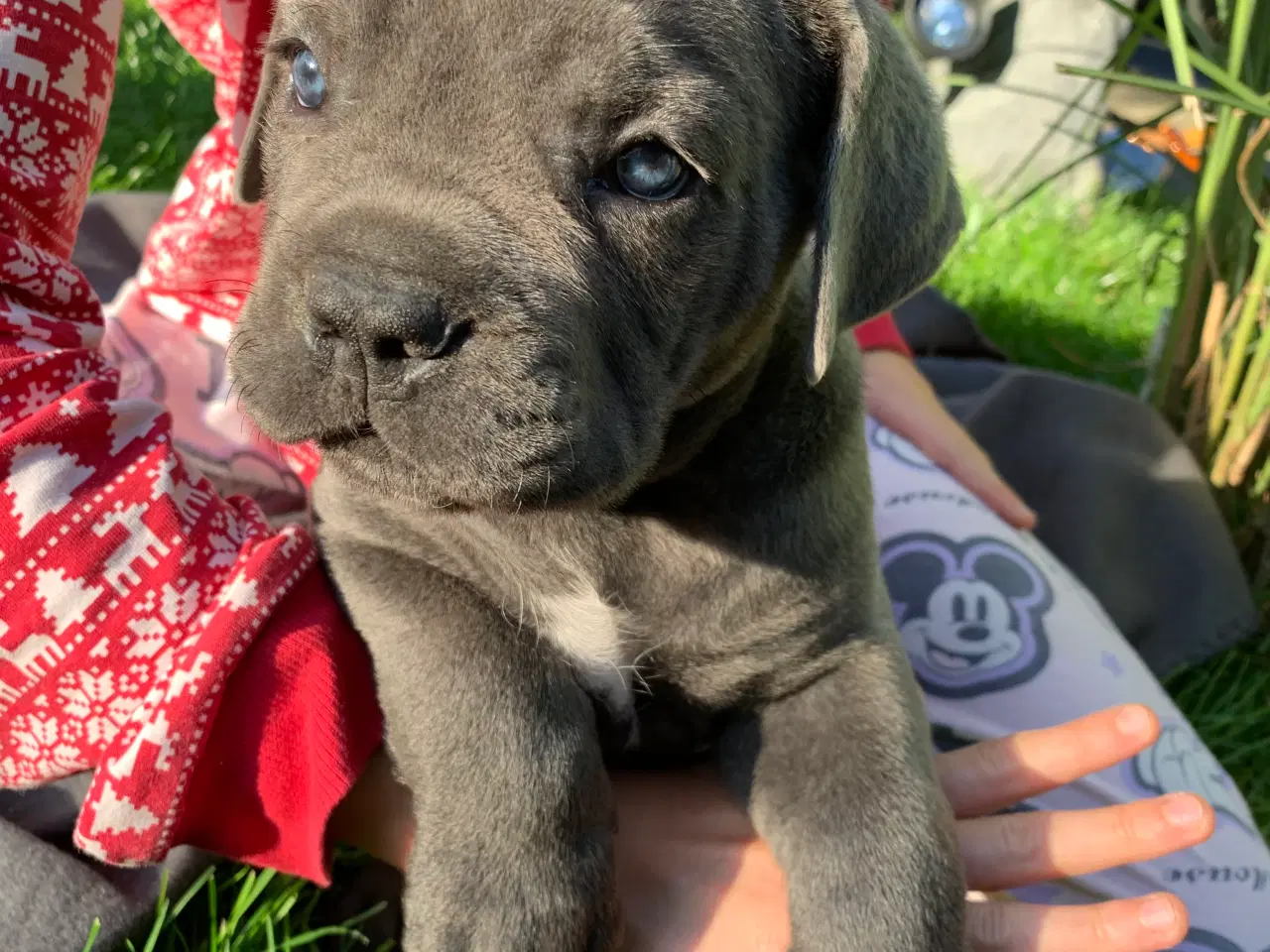 Billede 11 - Cane Corso Italiano hvalpe
