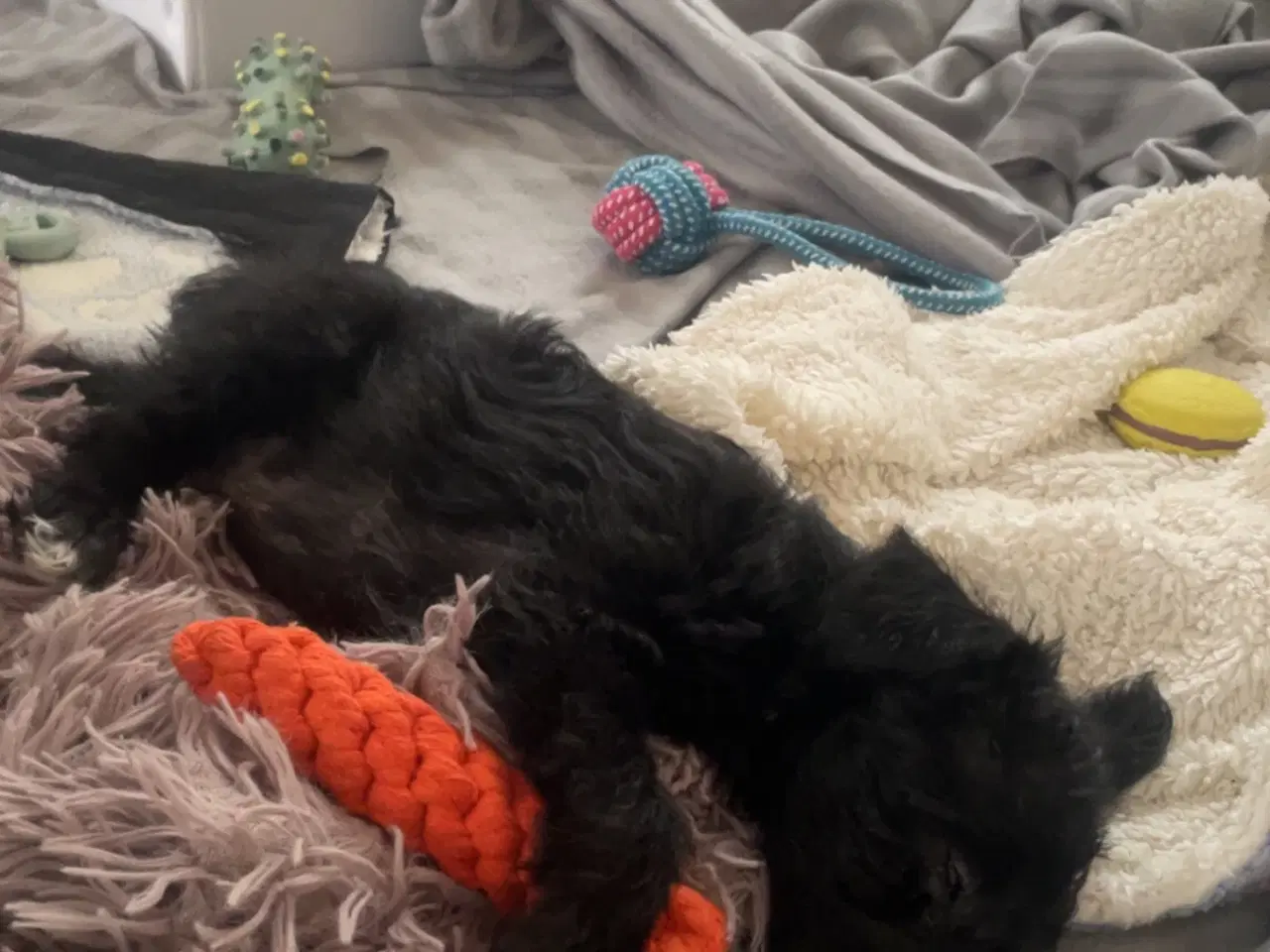 Billede 5 - En skøn hvalpedreng søger sit nye hjem 🐶❤️