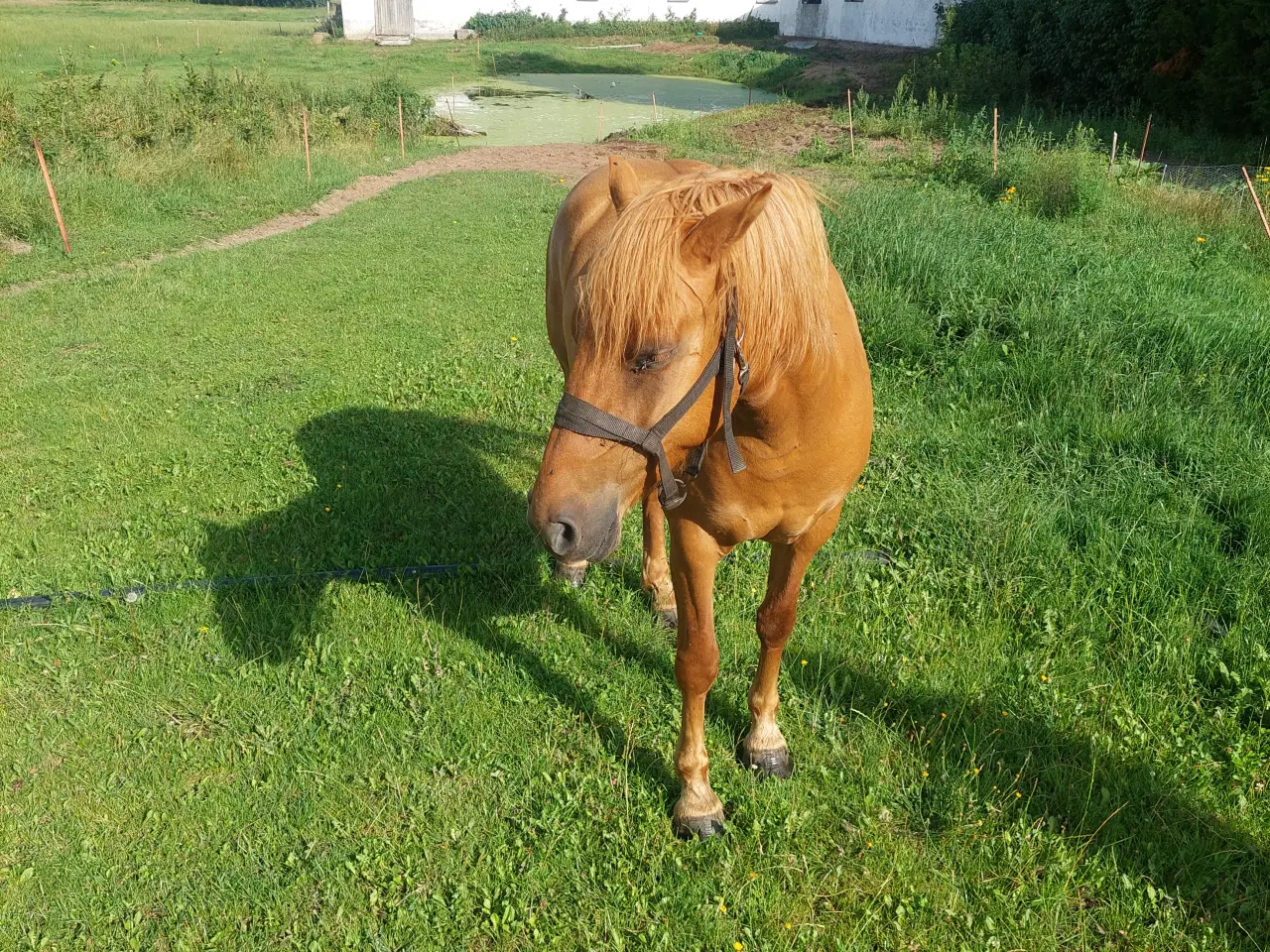 Billede 1 - Hest, hoppe sælges 