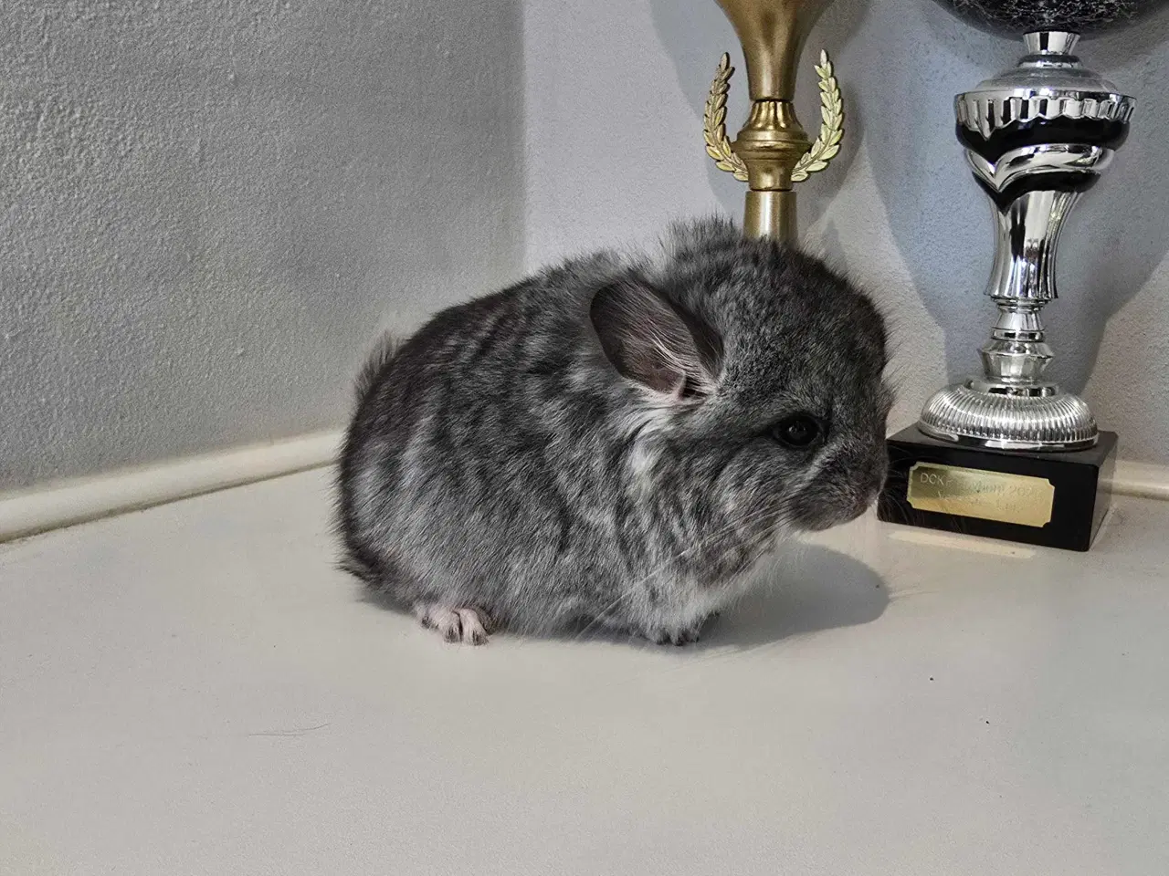 Billede 3 - Chinchilla unge