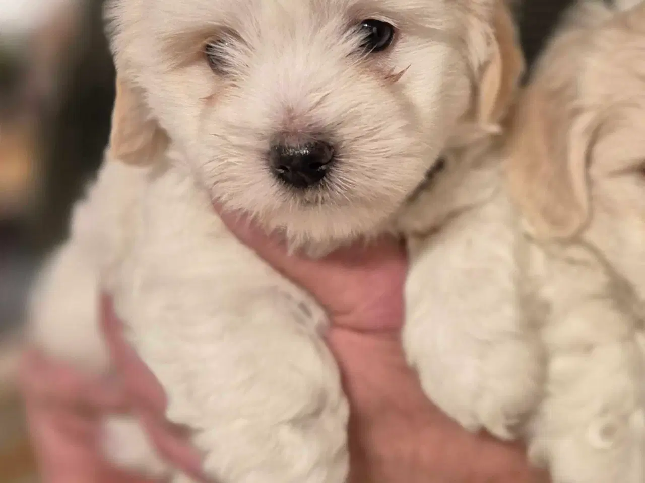 Billede 1 - Bomulds tæve hvalp