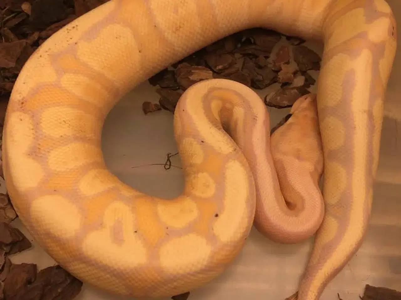 Billede 1 - Fire Yb Banana 100% het Clown 50% Desert