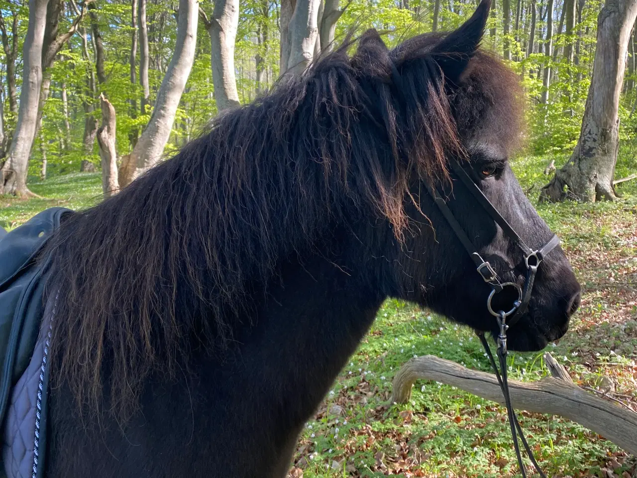 Billede 2 - Islænder og shetlænder 