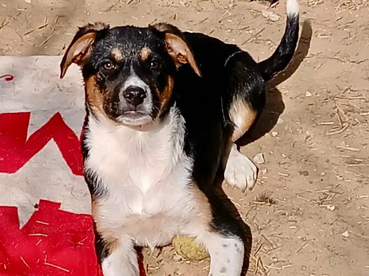 Billede 6 - Smukke Ally leder efter sin egen familie💝