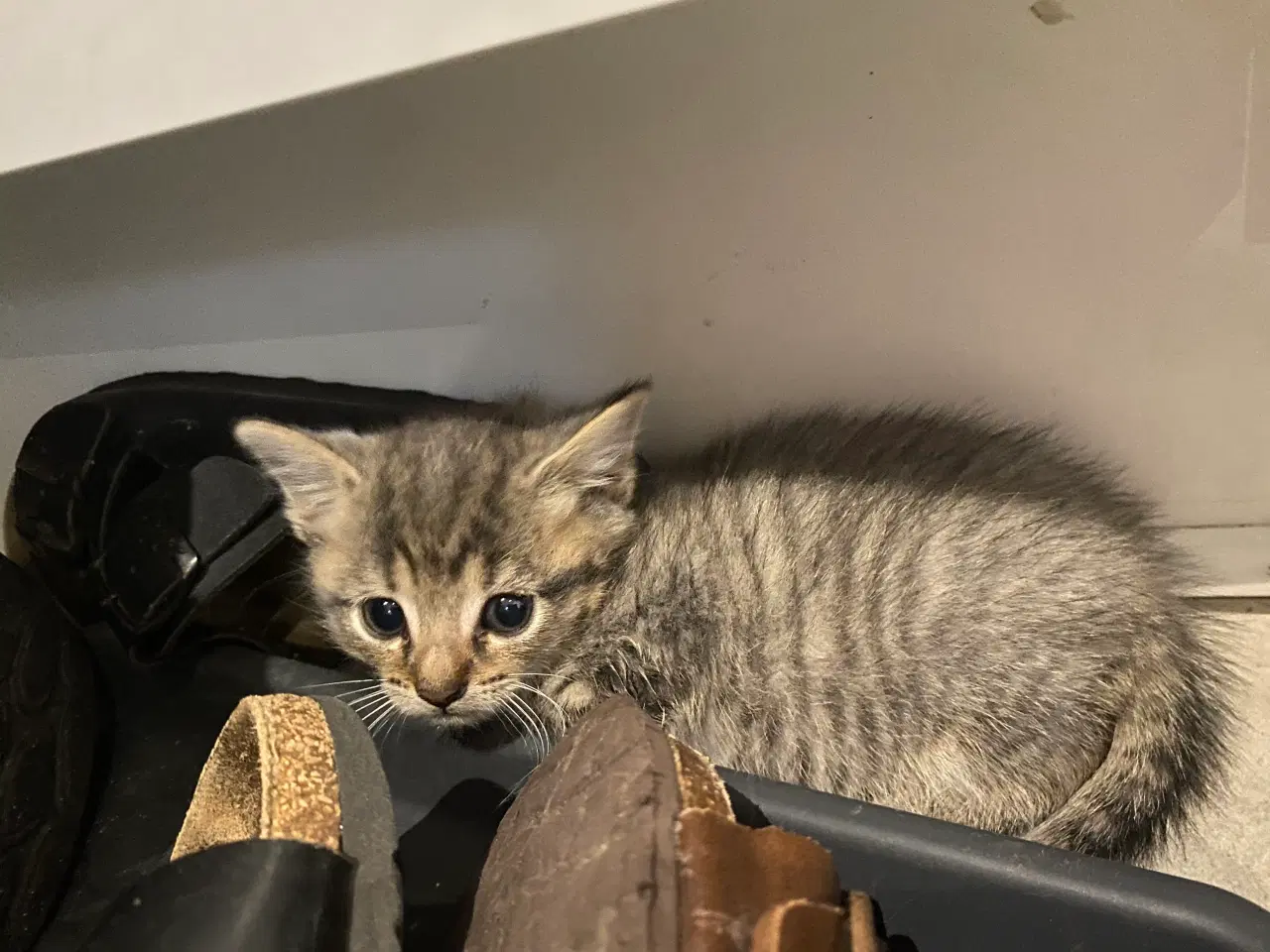 Billede 9 - De smukkeste mainecoon-blandinger 