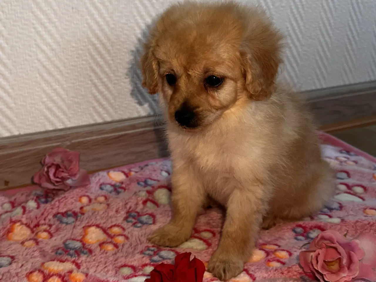 Billede 9 - Cavapoo F2B