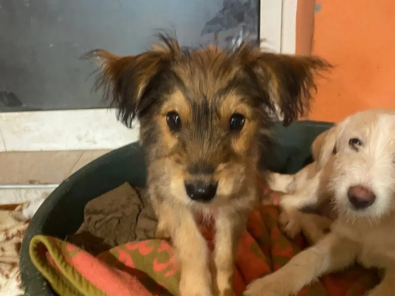 Billede 1 - Olsen søger sit 4 ever home