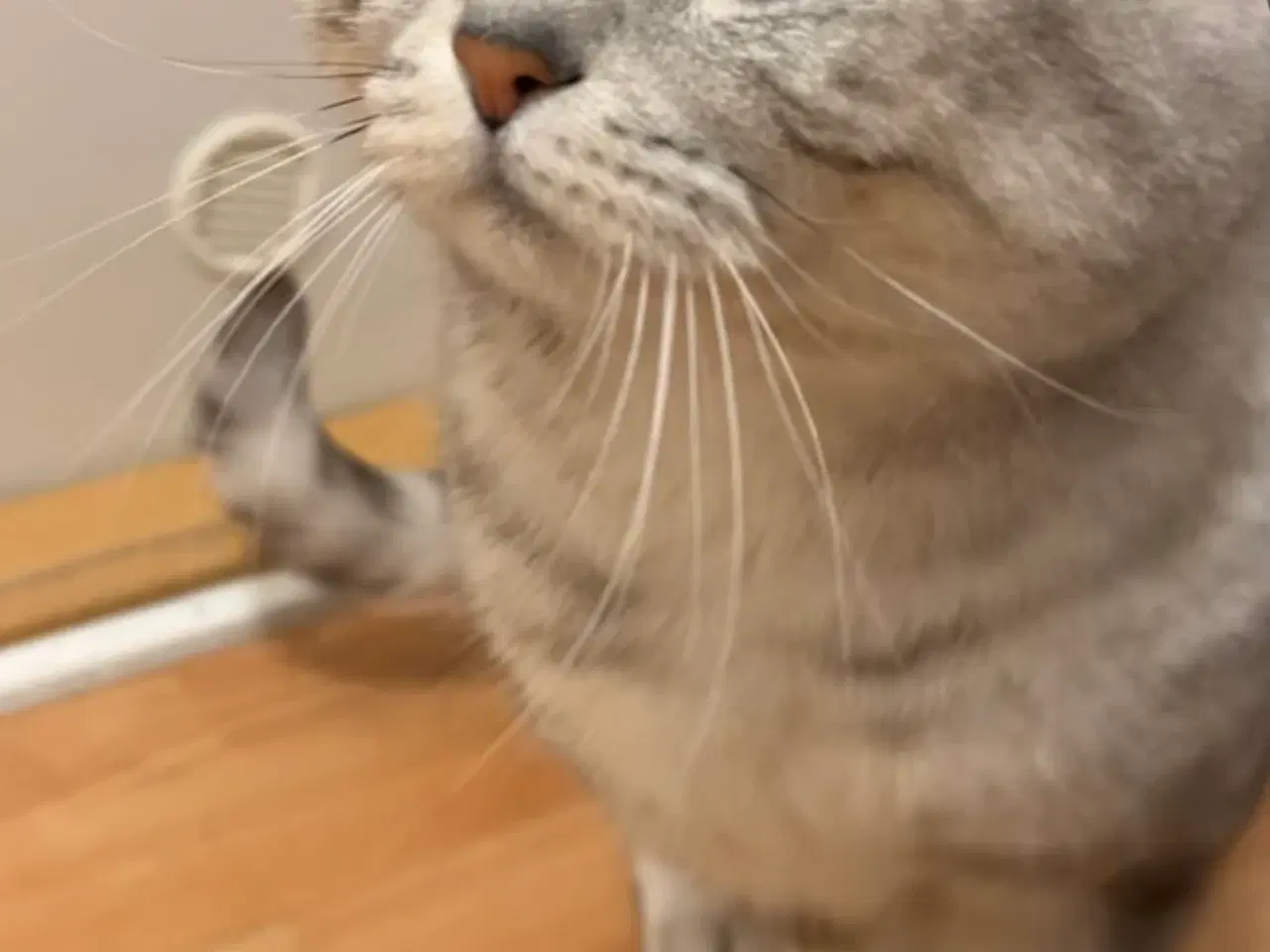 Billede 2 - British shorthair - Kat