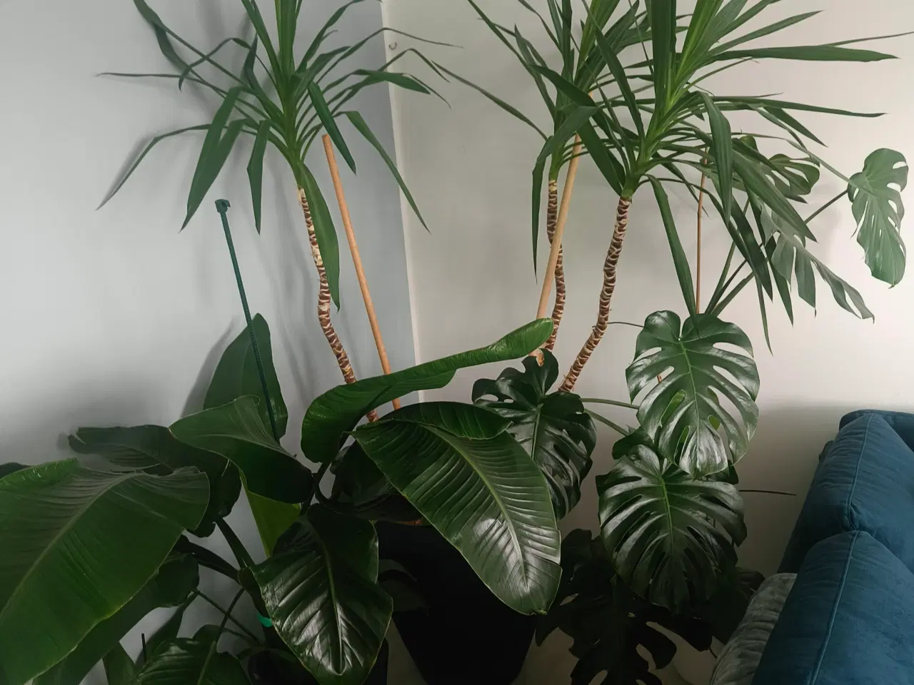 Billede 4 - Planter 