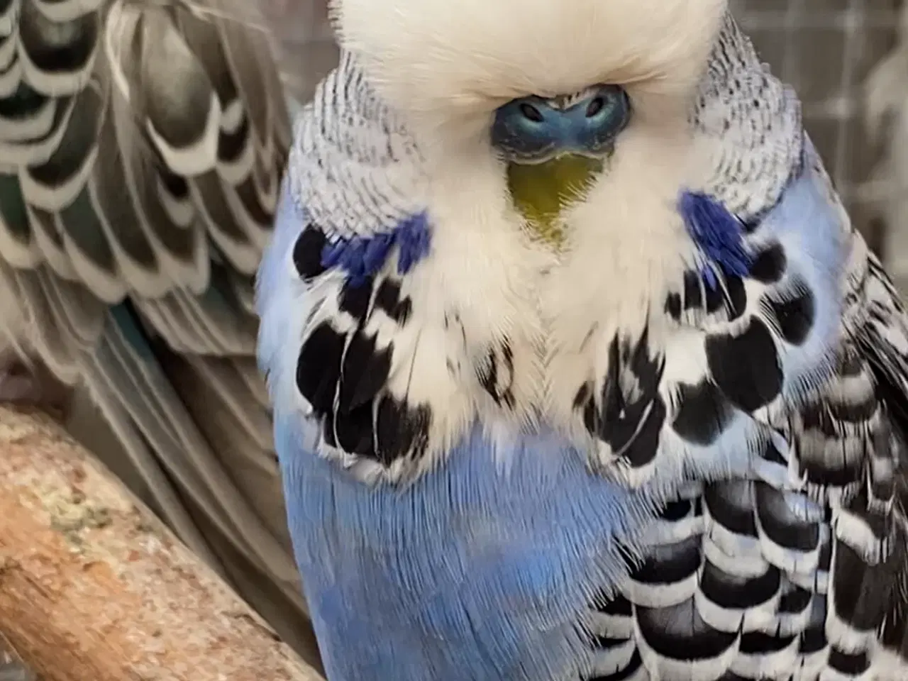 Billede 2 - Smuk mauve viol undulat