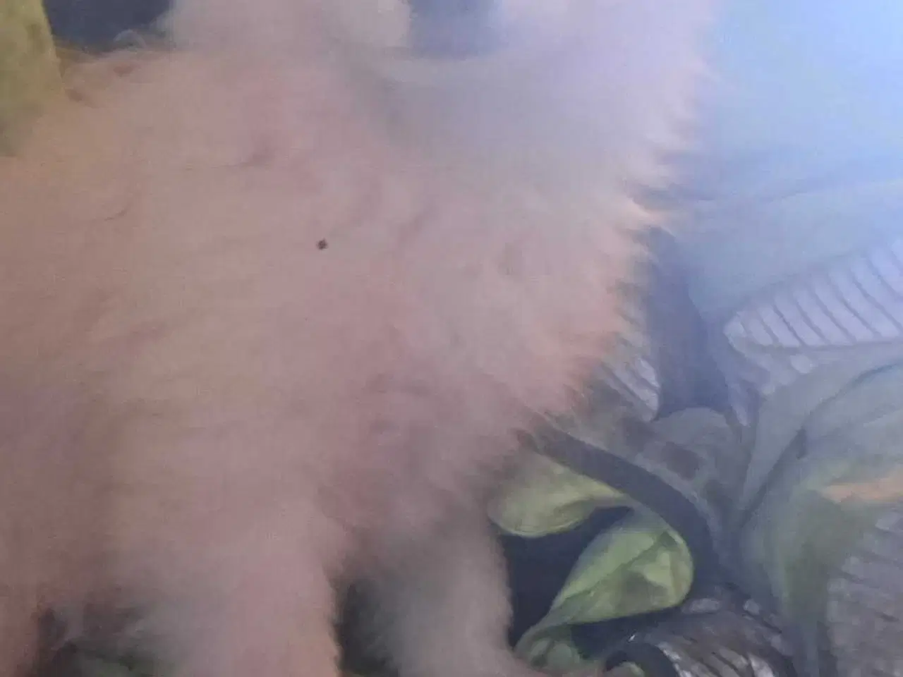 Billede 1 - Pomchi hvalpe