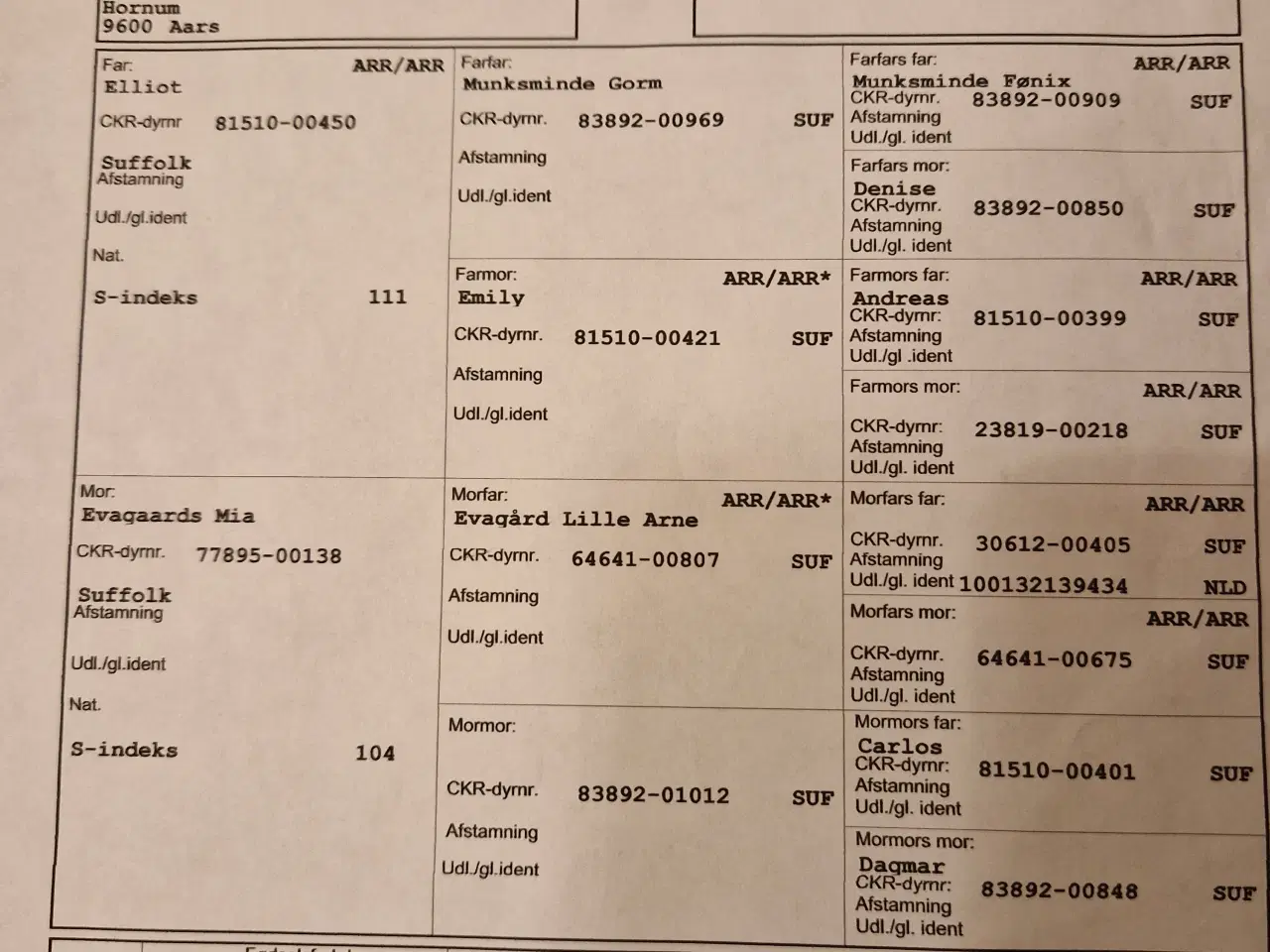 Billede 6 - Suffolk avls vædder 