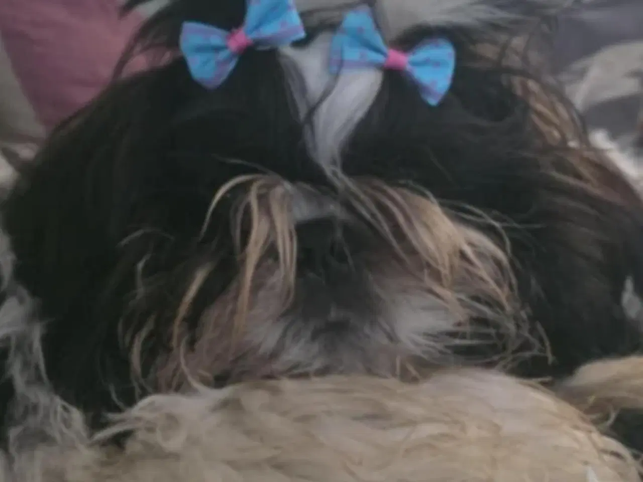 Billede 1 - Shih tzu hanhund hvalp