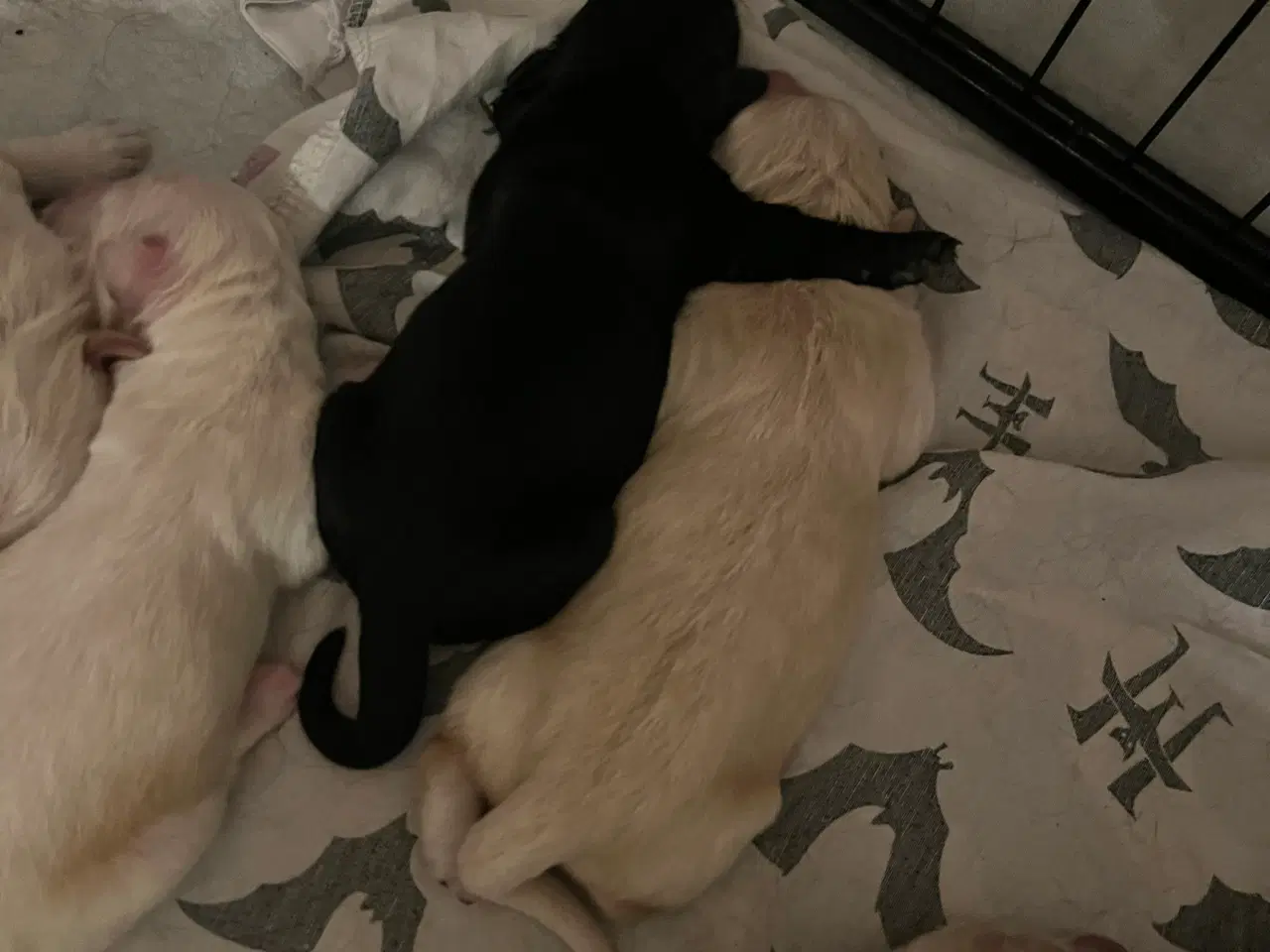 Billede 8 - Super søde familiehunde