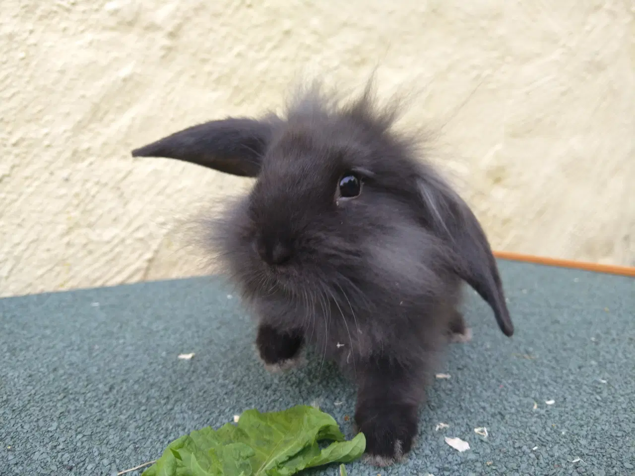 Billede 10 - Mini Lop unger