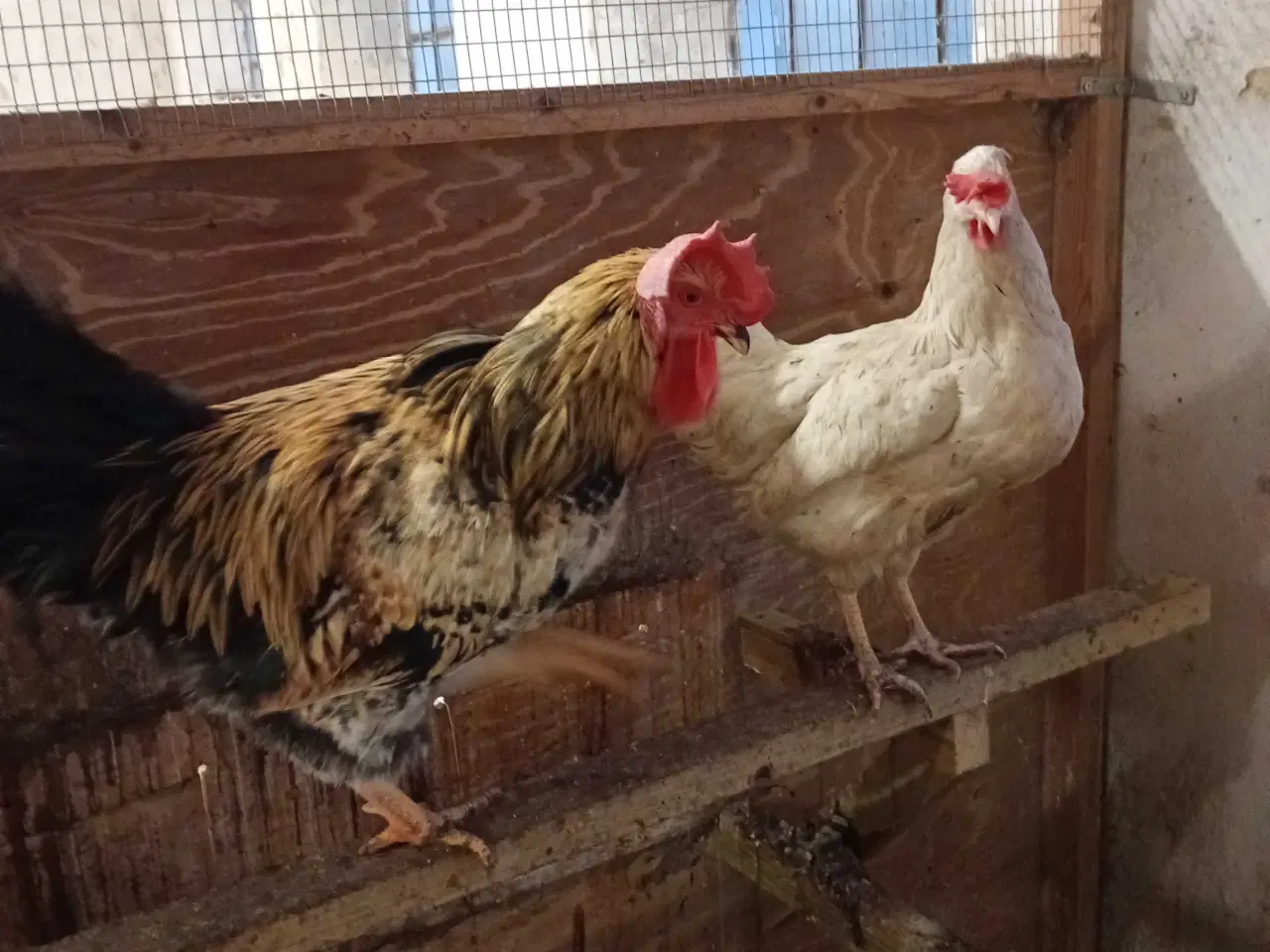 Billede 1 - Høns, 3 Isa Warren, 2 Grønlægger høns+ 1hane