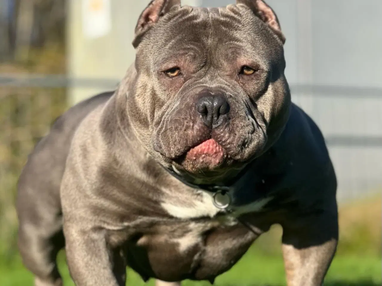 Billede 20 - American Bully pocket  Blå dreng 