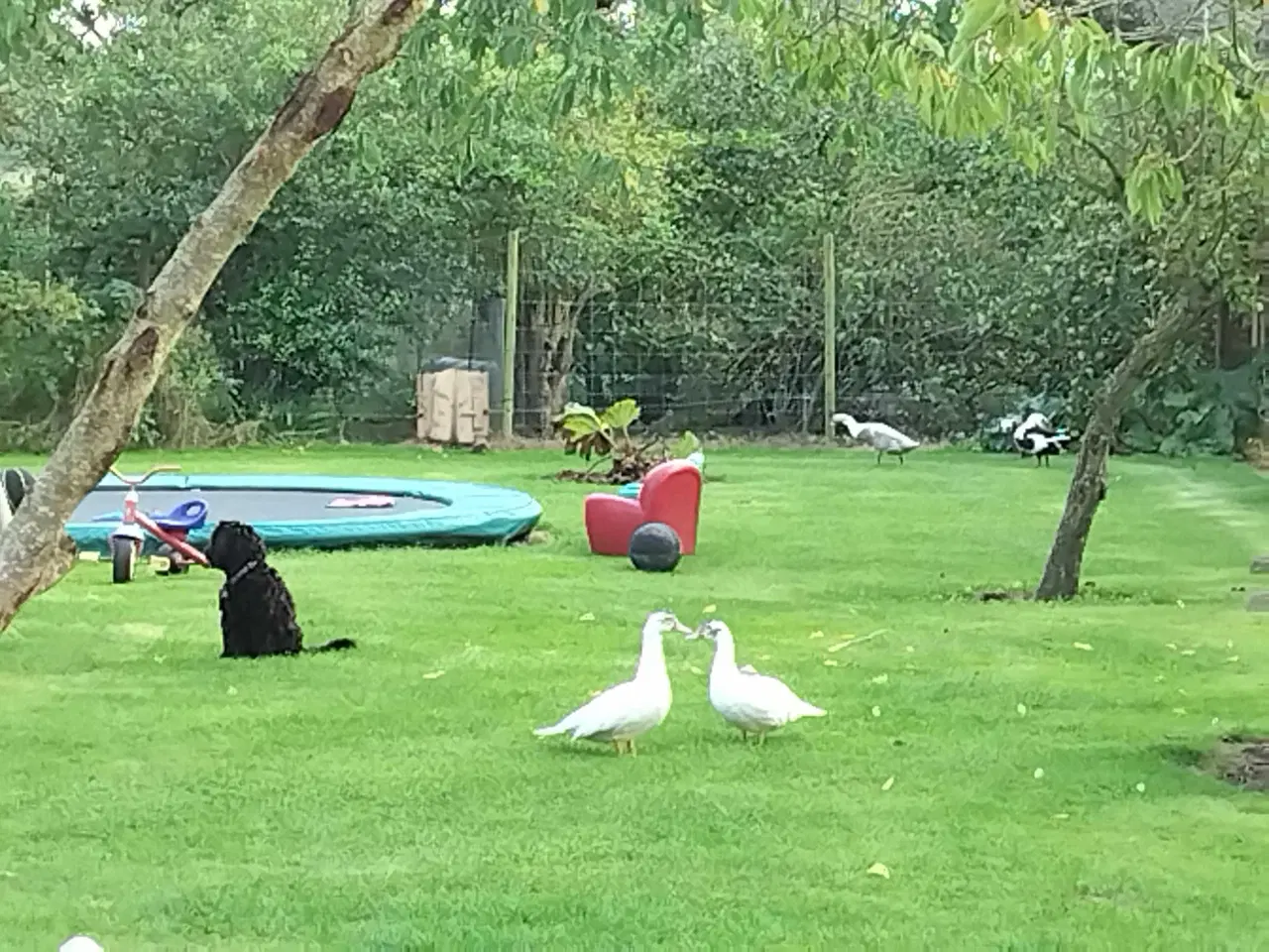 Billede 1 - Til have eller julebord 