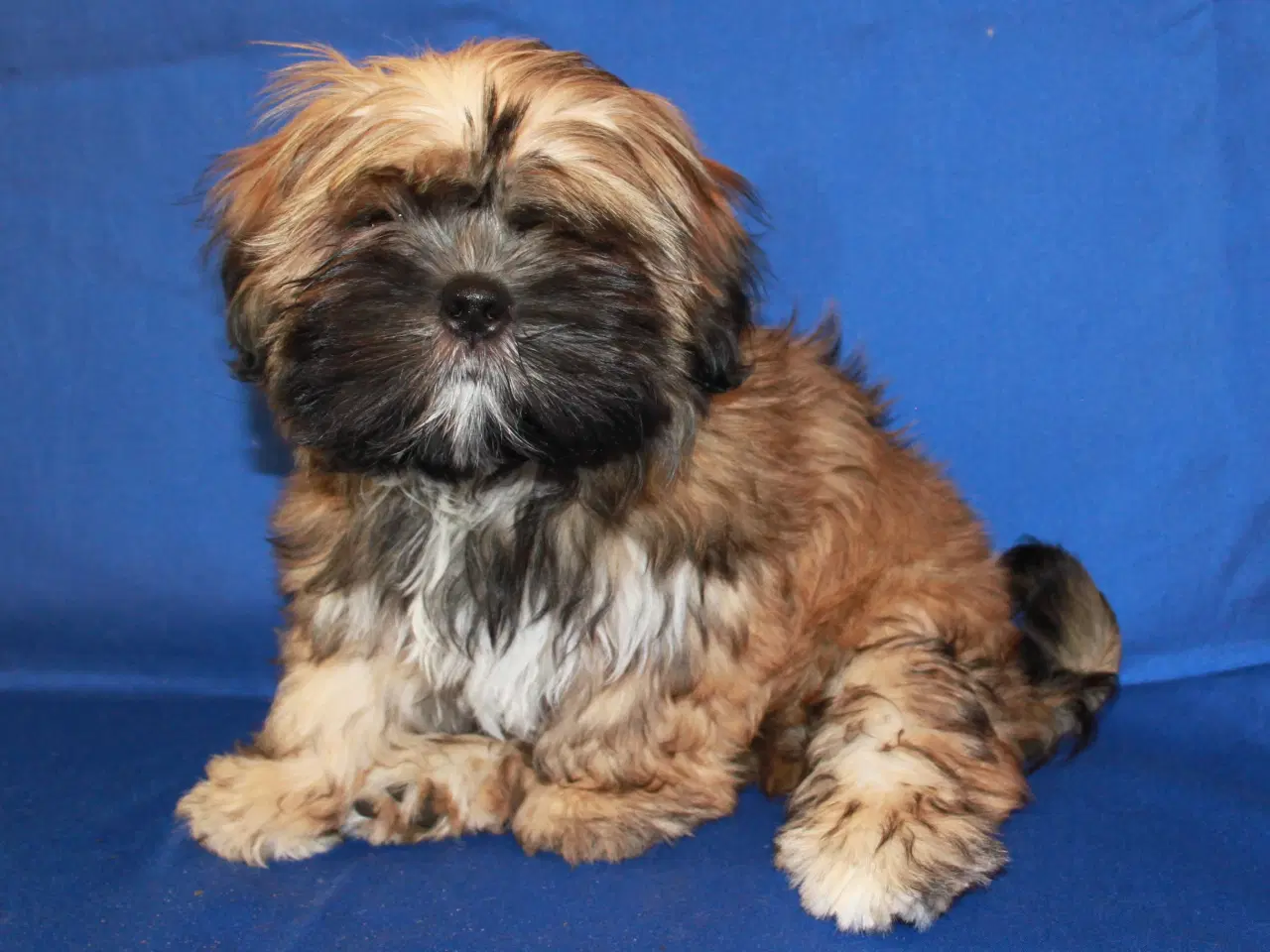 Billede 4 - Lhasa Apso hvalpe