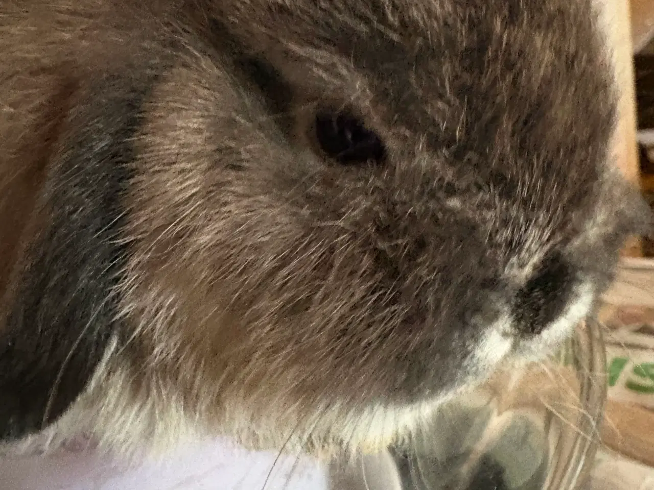 Billede 2 - Minilops pige