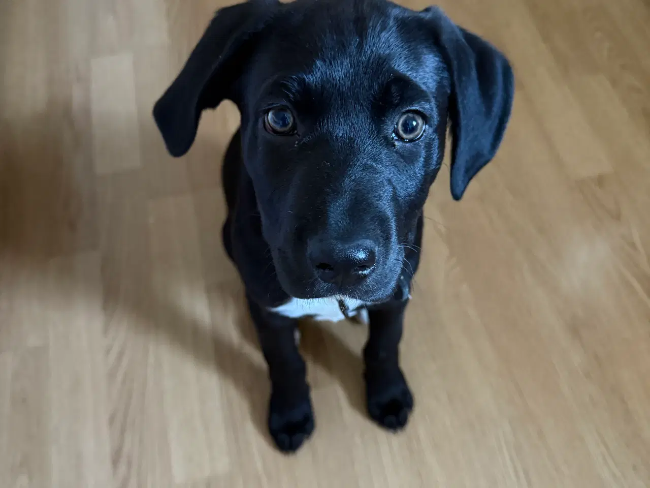 Billede 2 - Hund