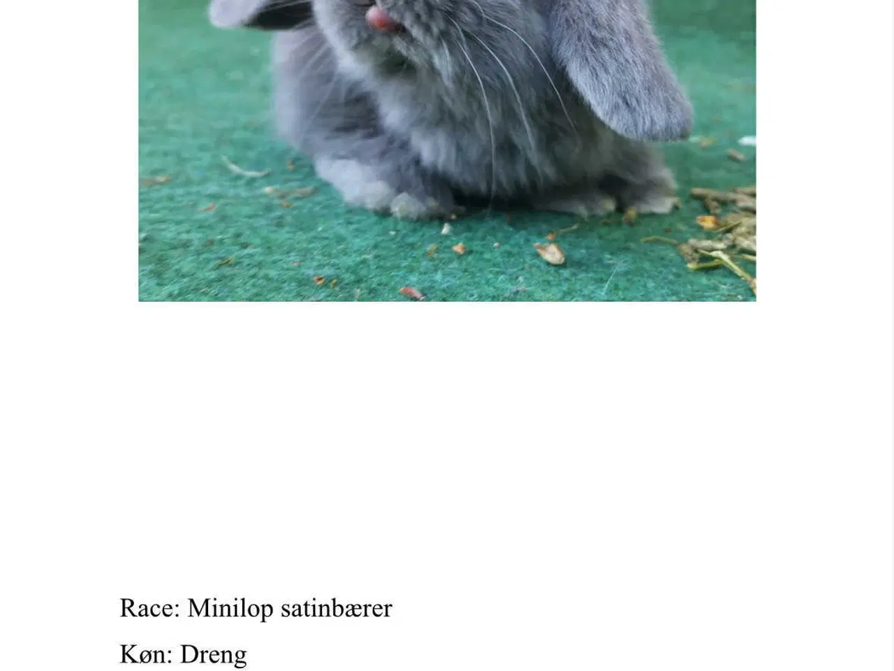 Billede 7 - Minilop kaniner sælges