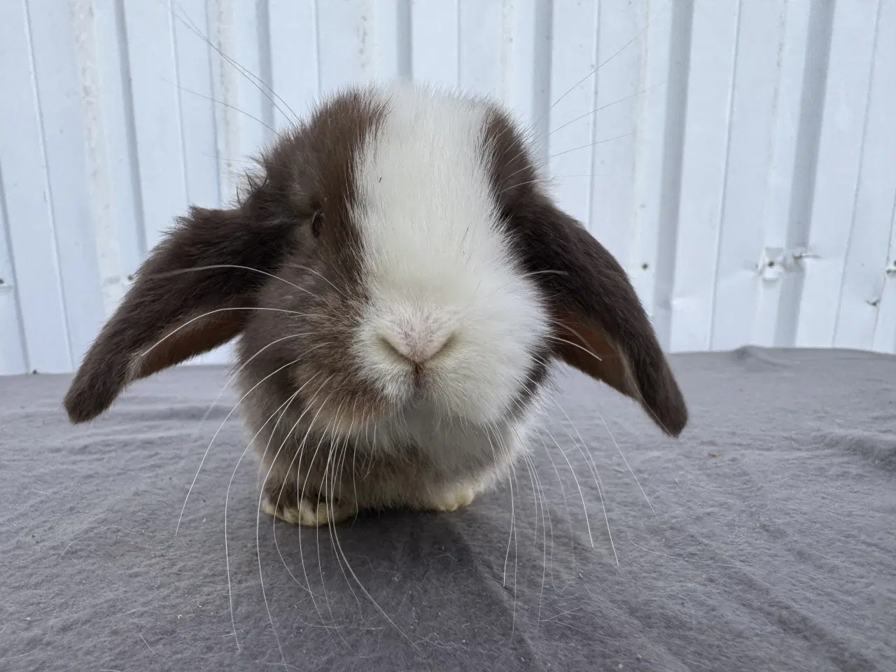 Billede 1 - Dværgvædder hankanin