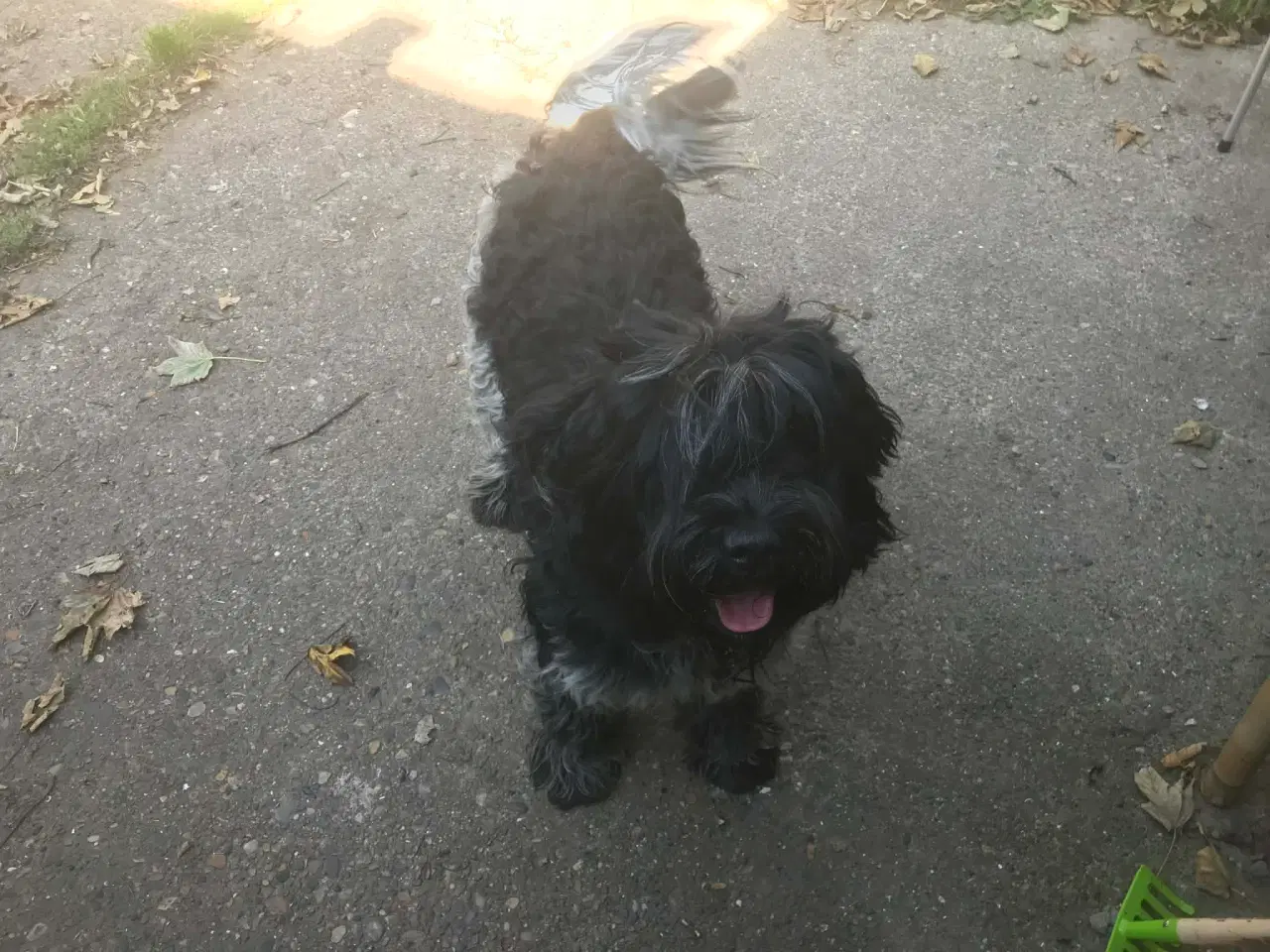 Billede 3 - Schapendoes pige søger kærlig hjem