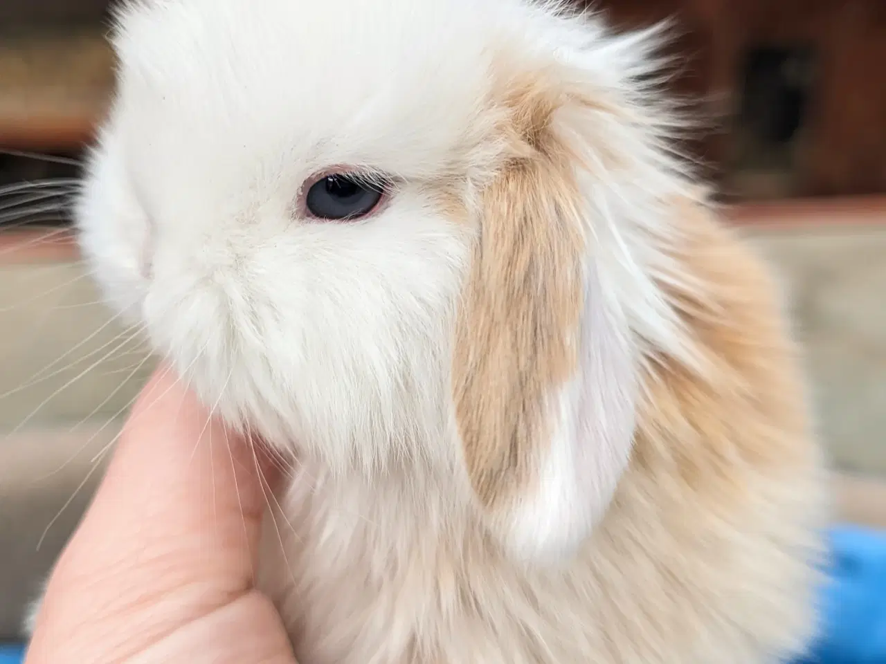 Billede 3 - Minilop kaninunge sælges