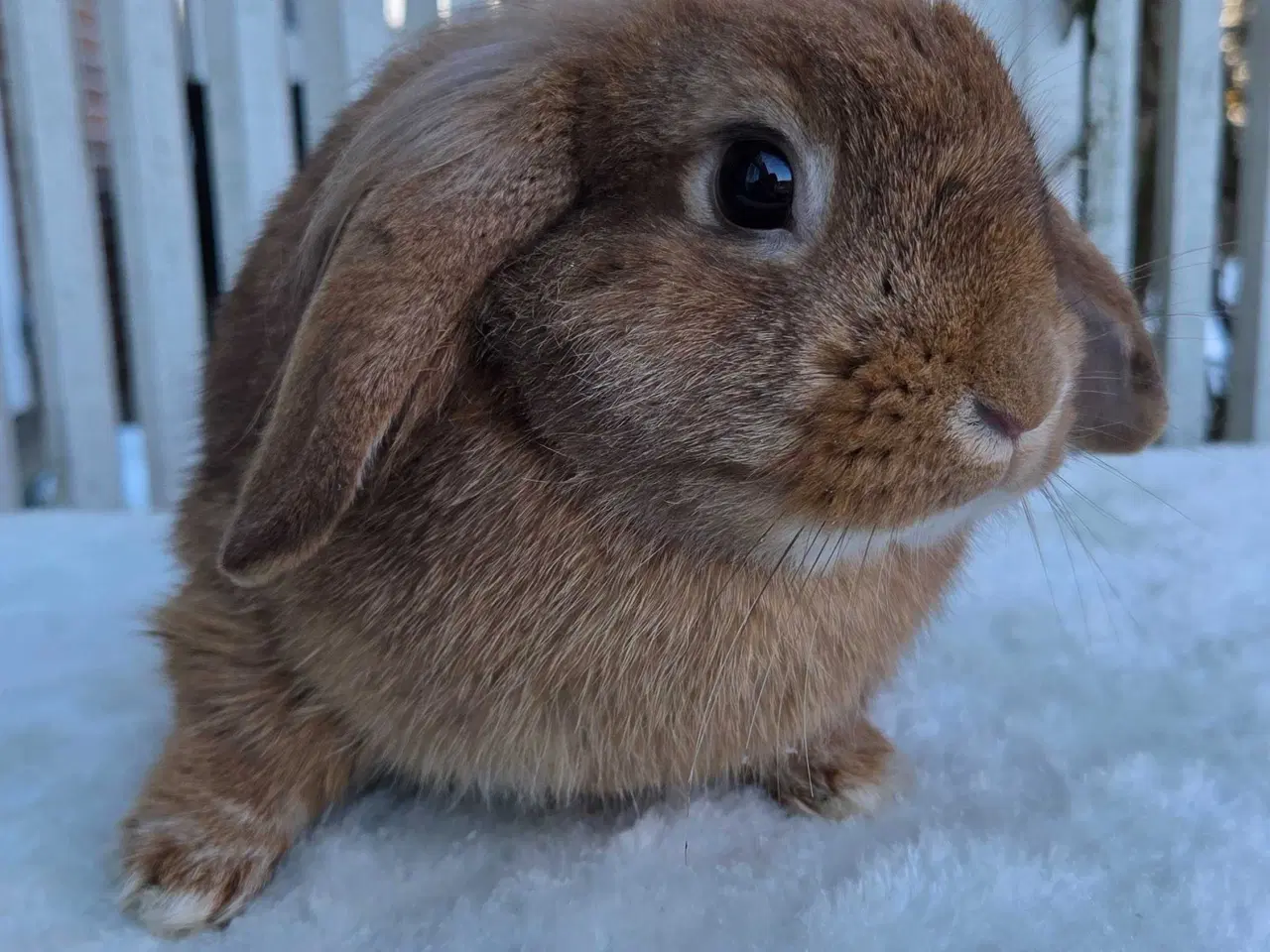 Billede 5 - Skøn og tam løvevædder hun