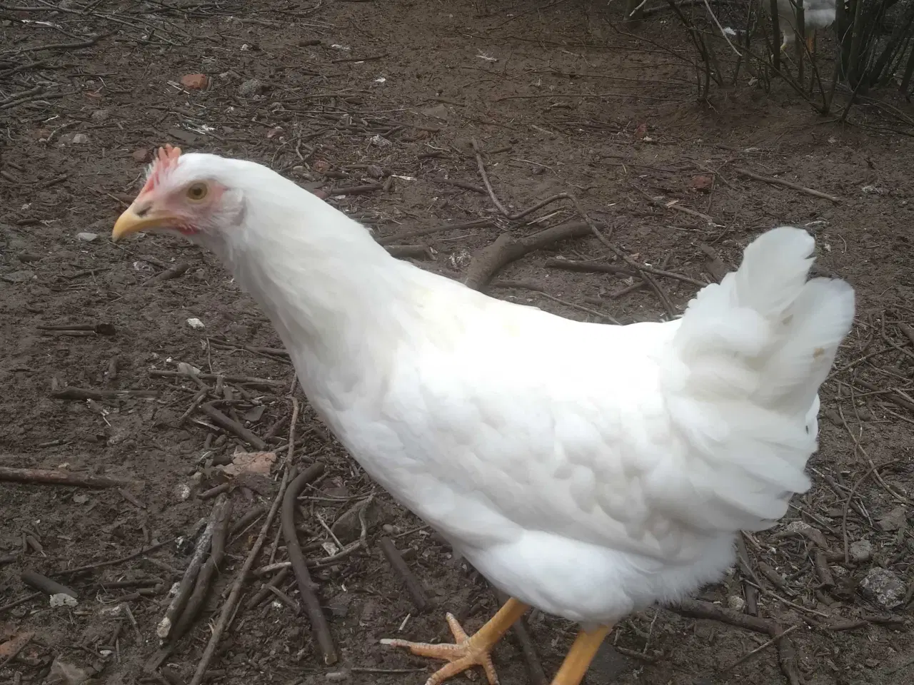 Billede 7 - Rigtig god ægge lægger hvide Italiener Lohmann 