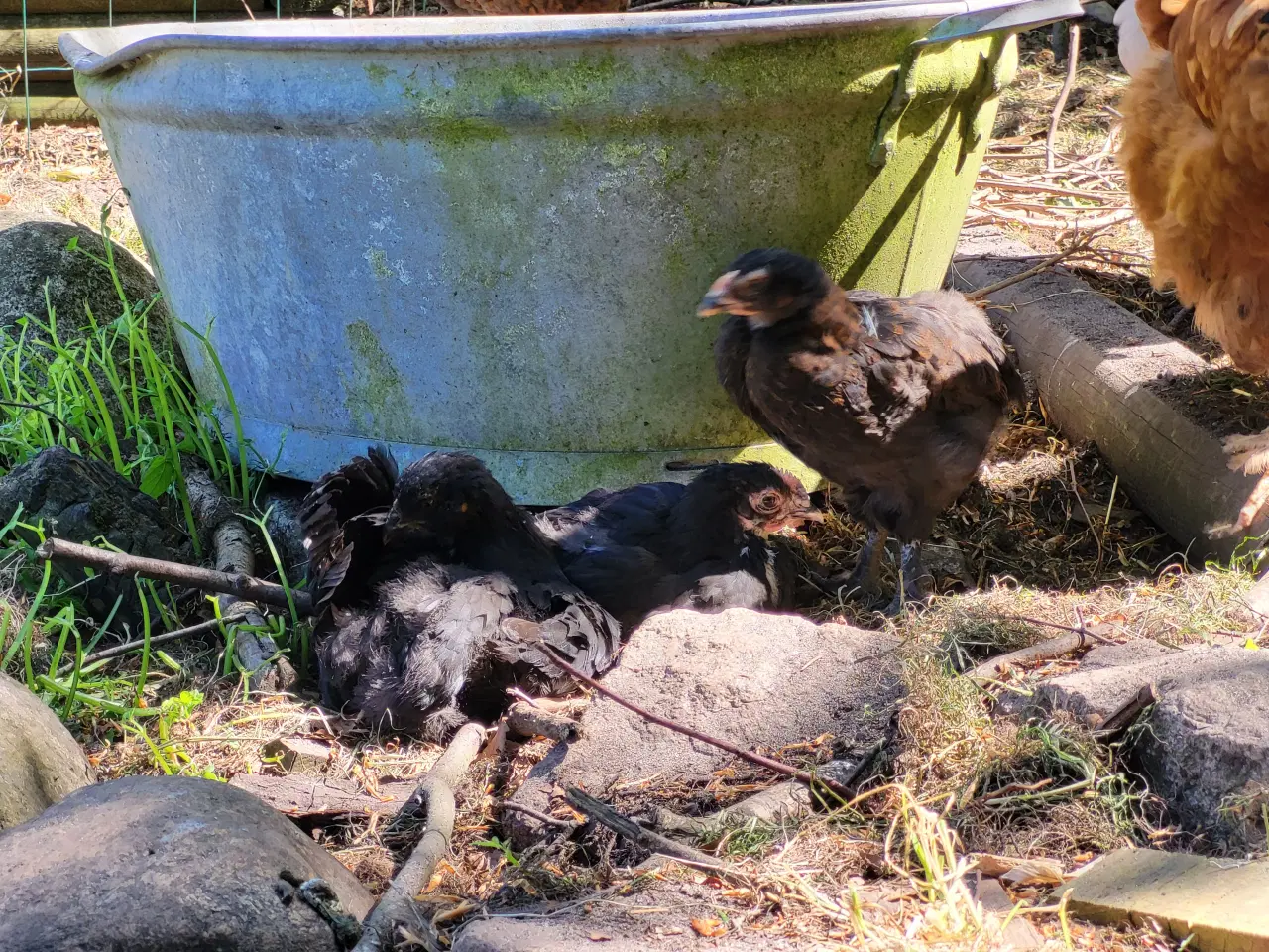 Billede 2 - Høne kyllinger 7 uger gamle