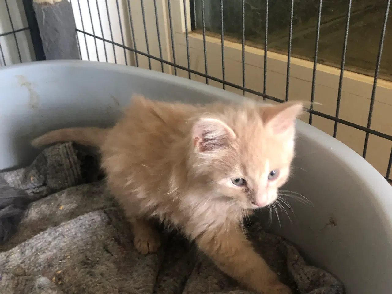 Billede 4 - Maine coon killing unden travle