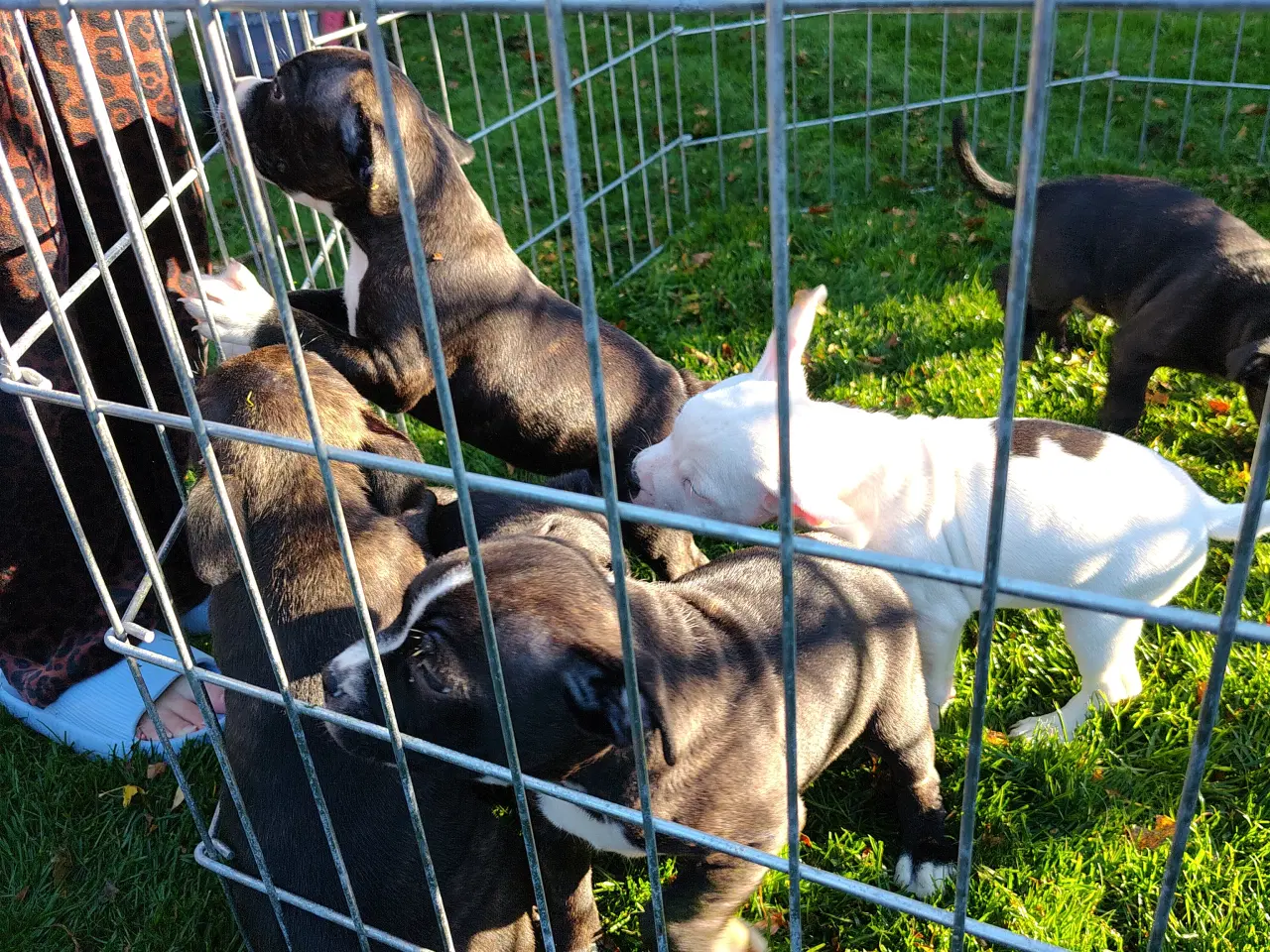 Billede 11 - Engelsk Staffordshire bull terrier 