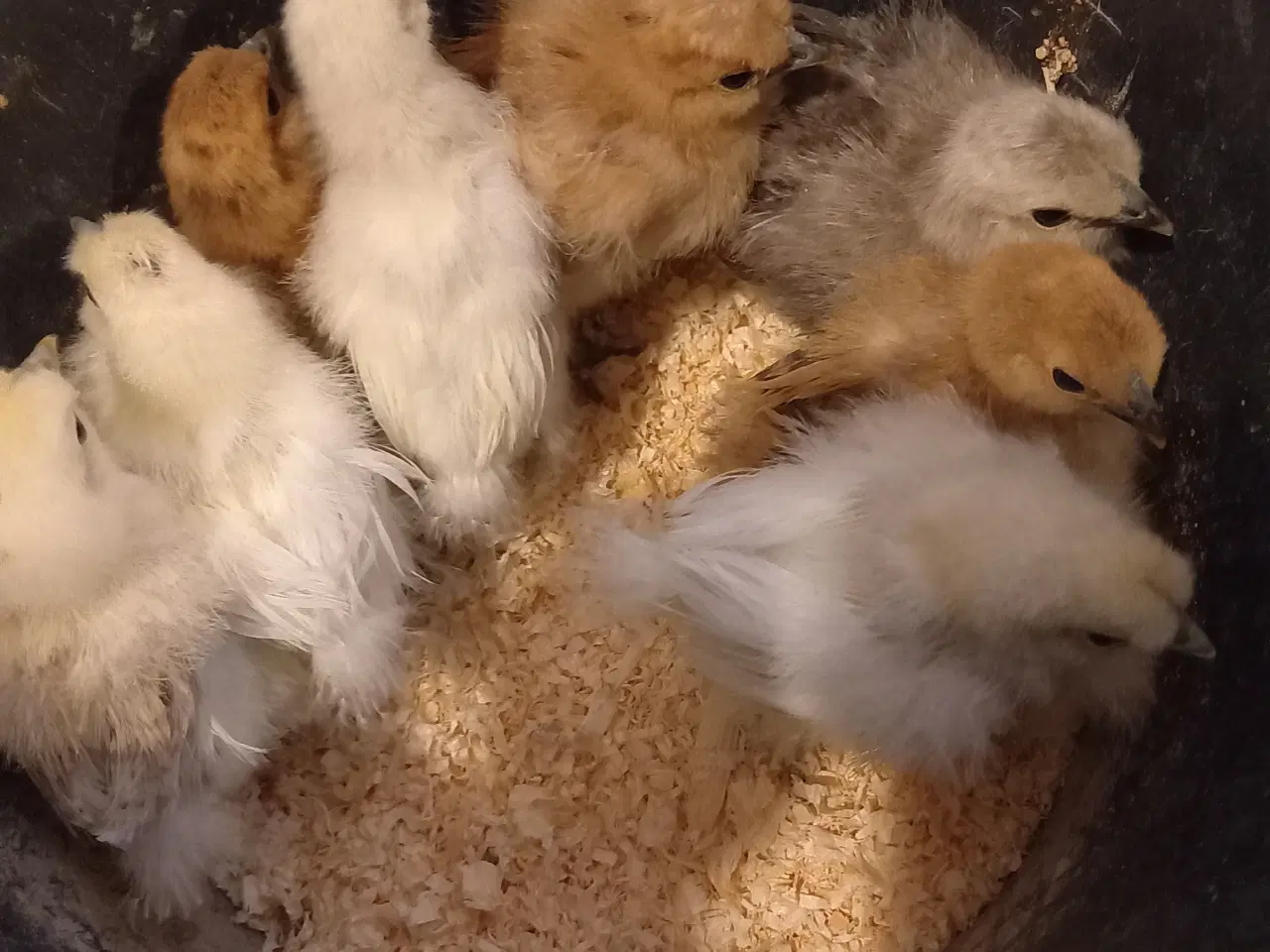 Billede 1 - Kyllinger fra dværg silkehøns