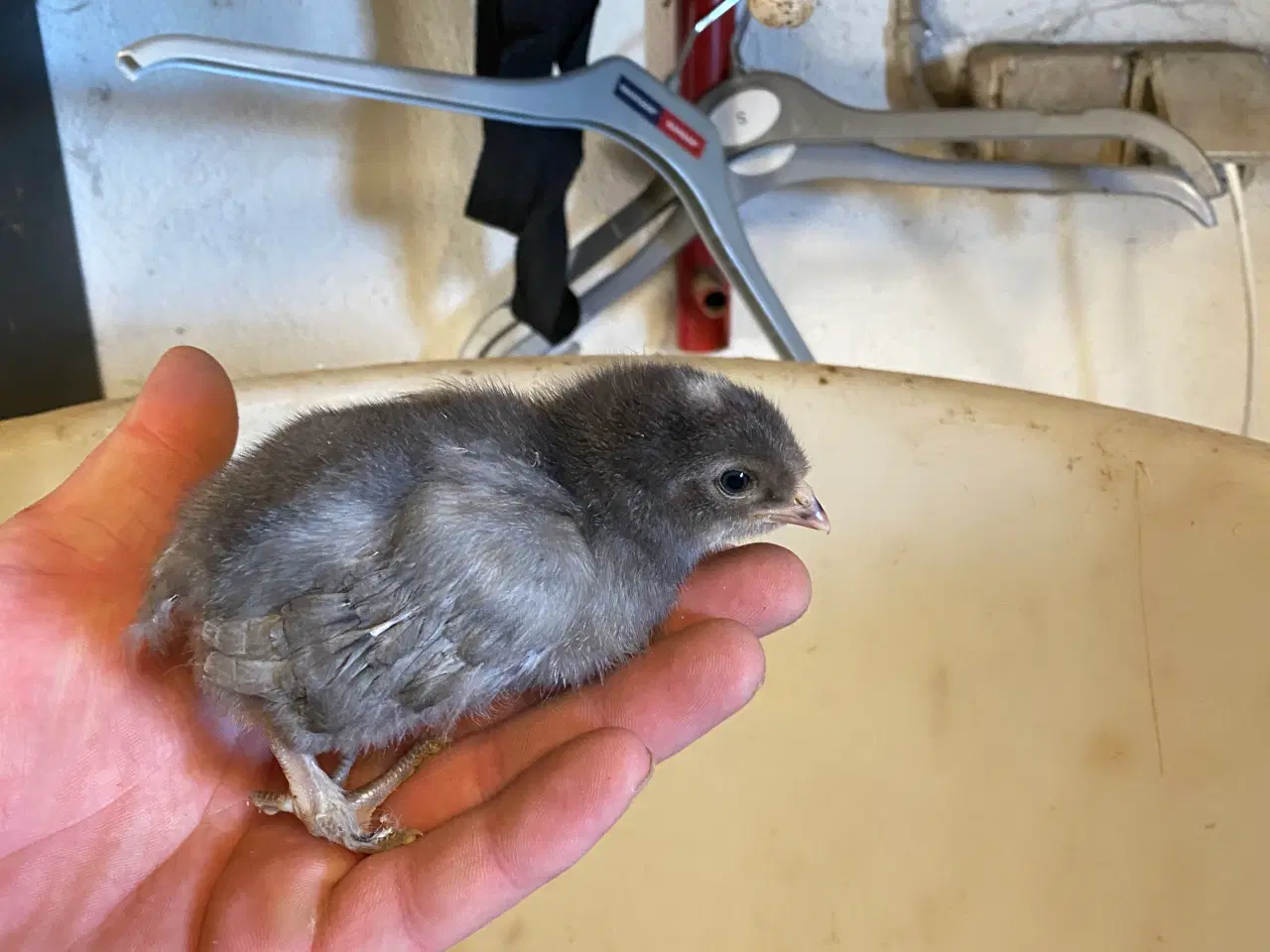 Billede 2 - Daggamle kyllinger