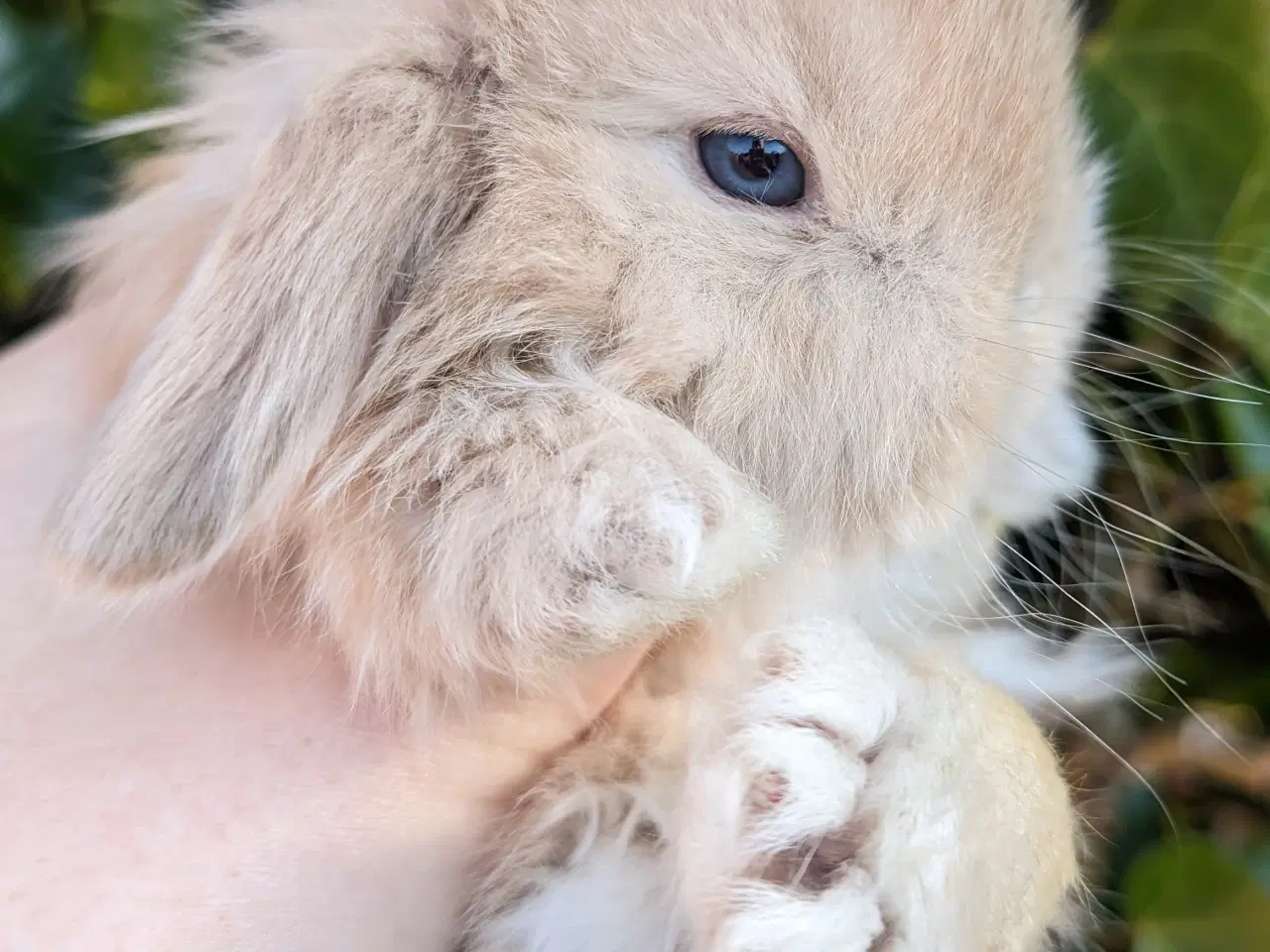 Billede 3 - Minilop kaninunge sælges 