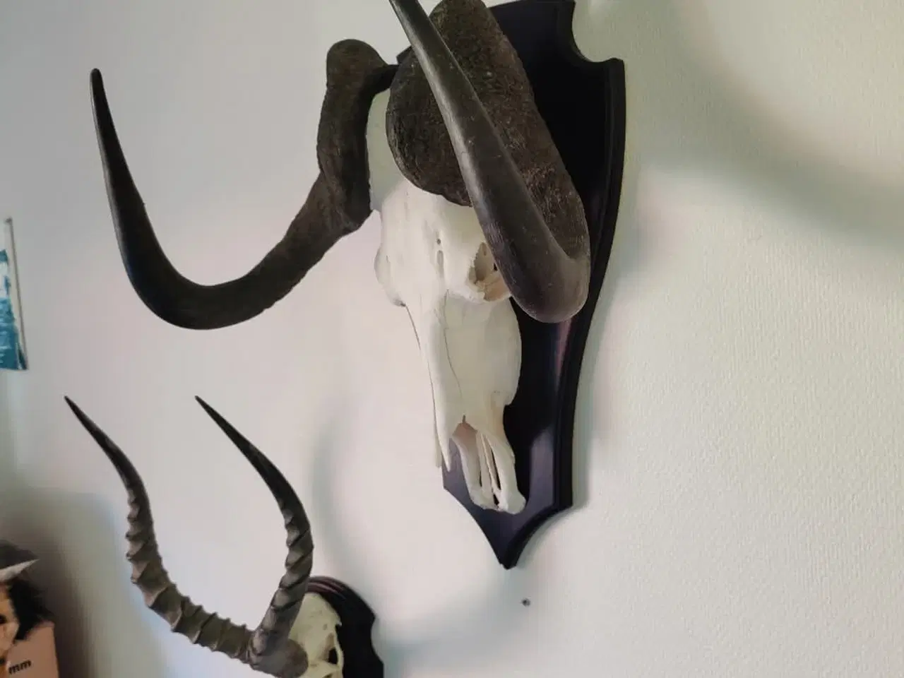 Billede 2 - Jagttrofæ, Afrikansk Gnu