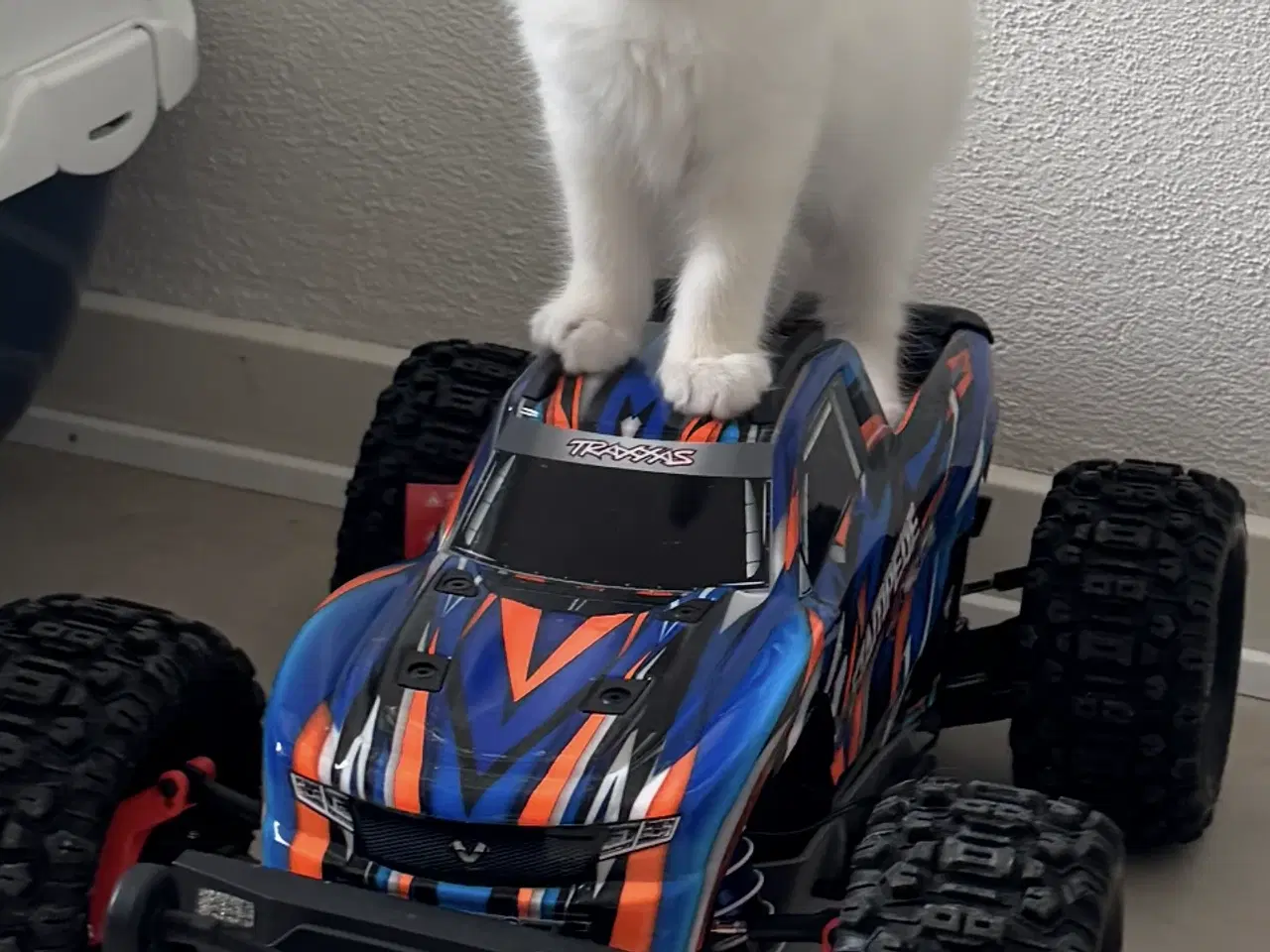 Billede 1 - Ragdoll han-misling - Klar til afrejse ;-) 