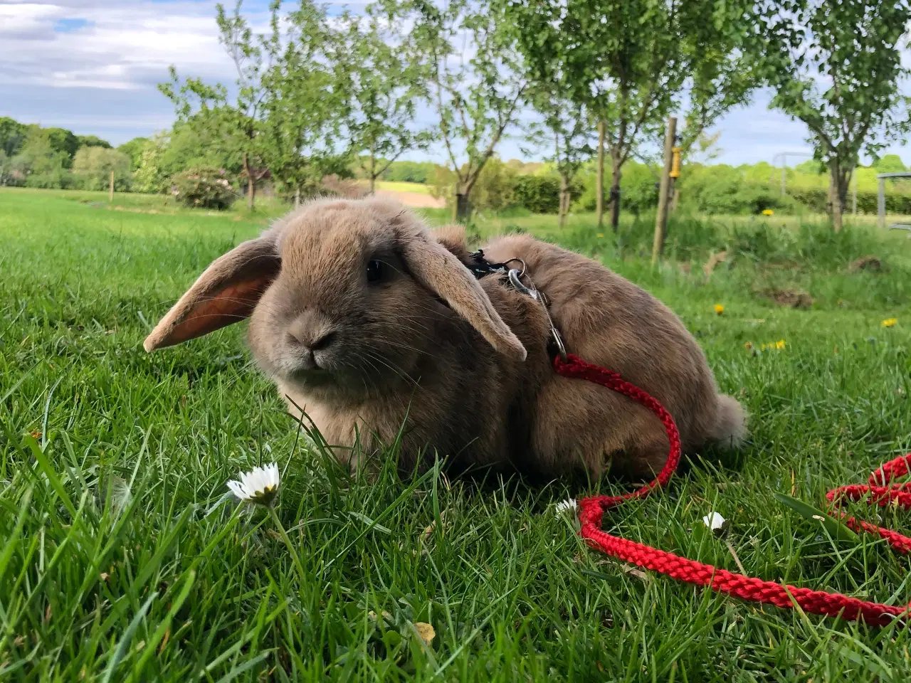 Billede 3 - Kælen dværgvædder han kanin. 