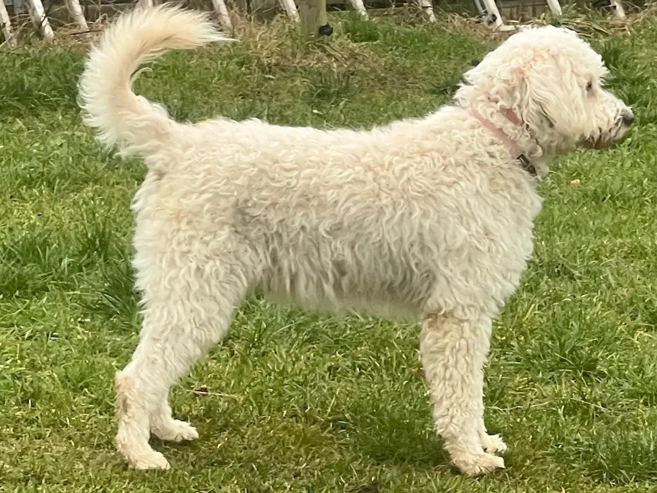 Billede 1 - Lagotto / Spansk Vandhund / Cocker