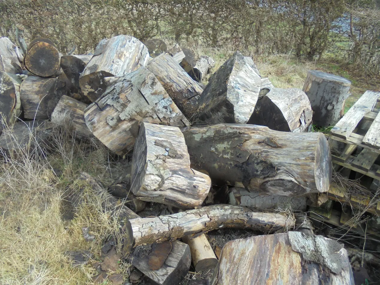 Billede 1 - Brænde Bøgetræ 2år gammel