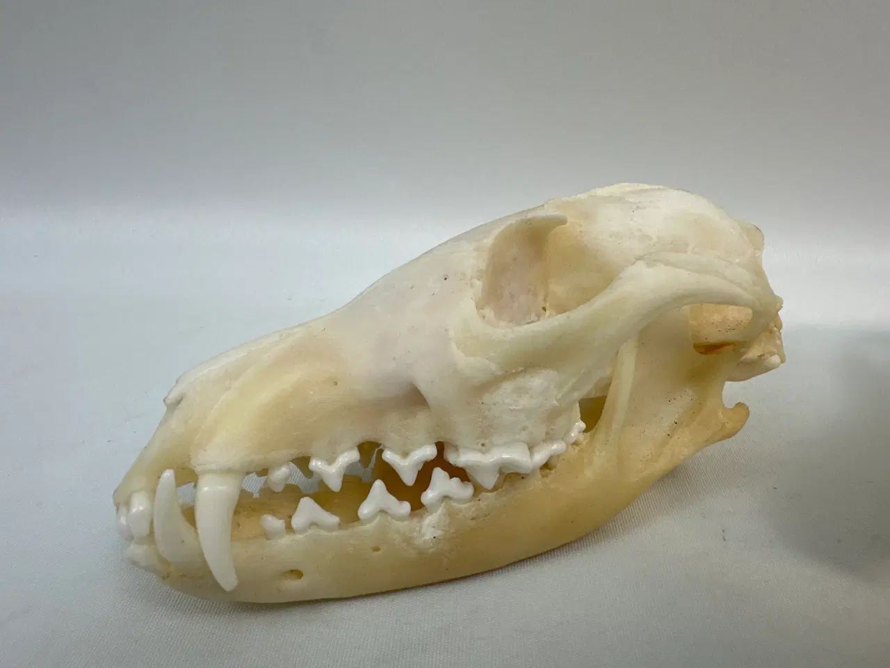 Billede 3 - 2 stk. kranier fra ræv 