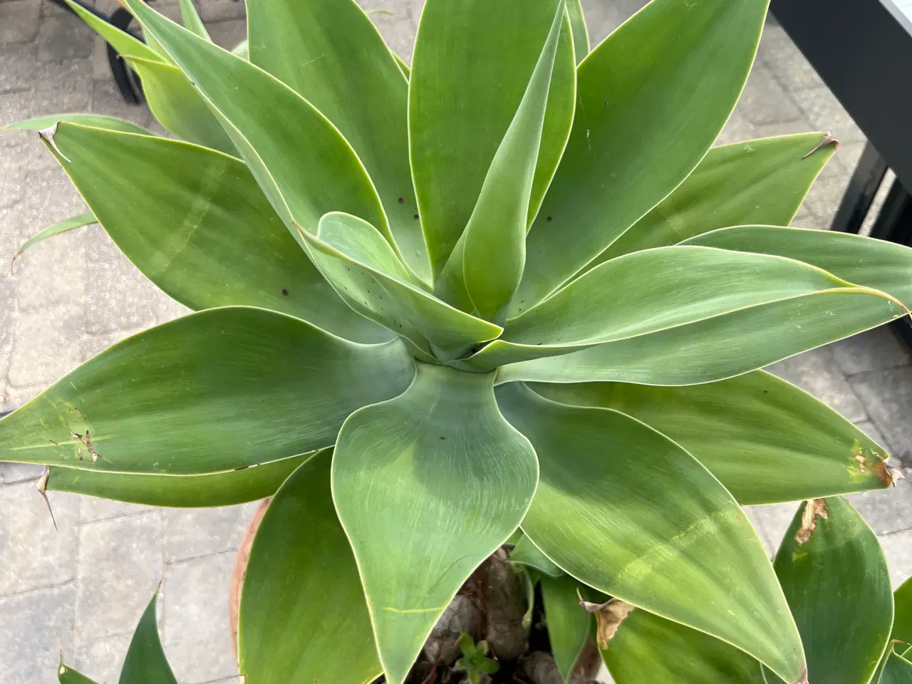 Billede 2 - Opstammet AGAVE Attenuata