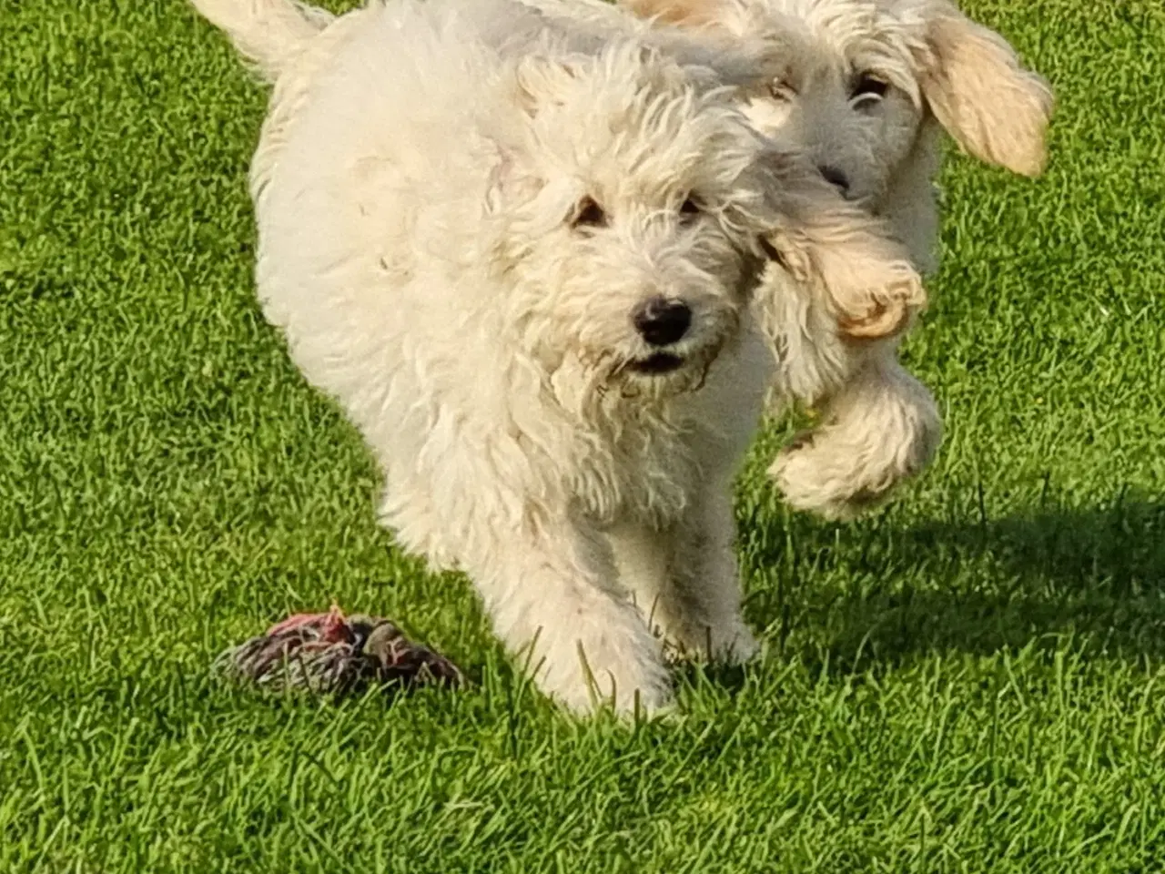 Billede 16 - skønheder Golden doodle hvalpe