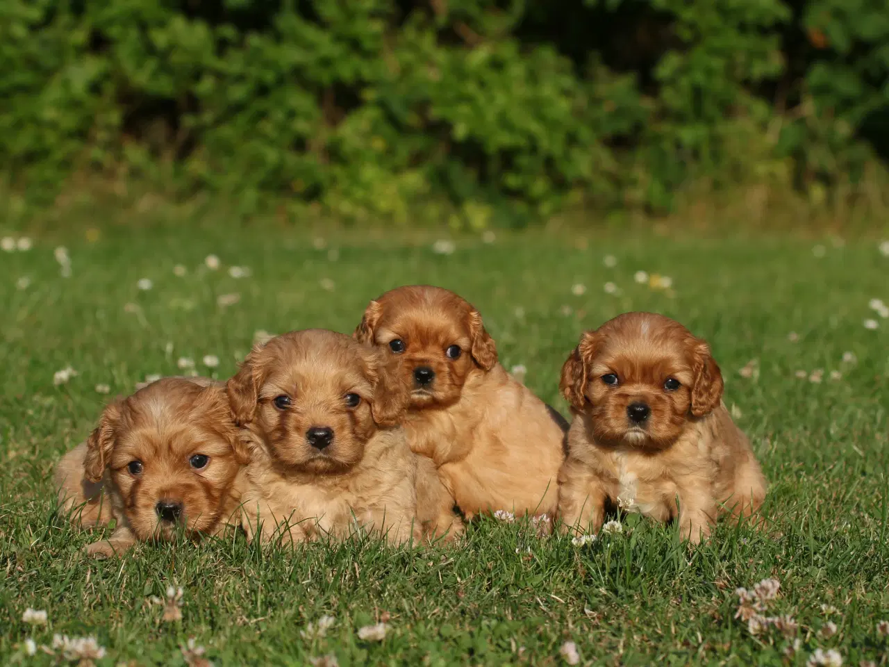 Billede 5 - cavalier king charles spaniel